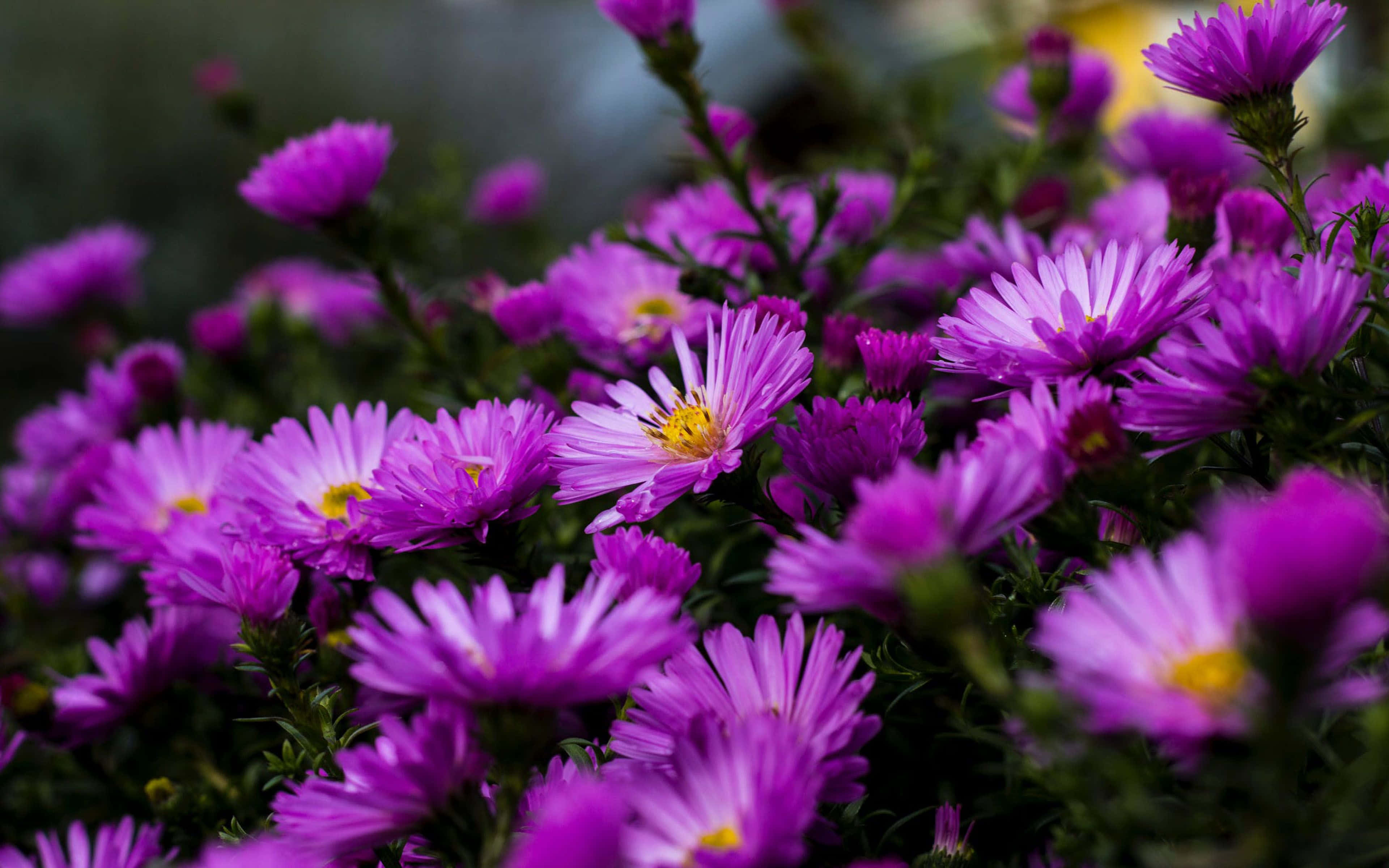 Purple Flower Desktop 桌布 壁紙 — 鮮豔的紫色紫菀花，黃色花心，在深綠色葉子的背景下，以柔焦效果密集盛開。