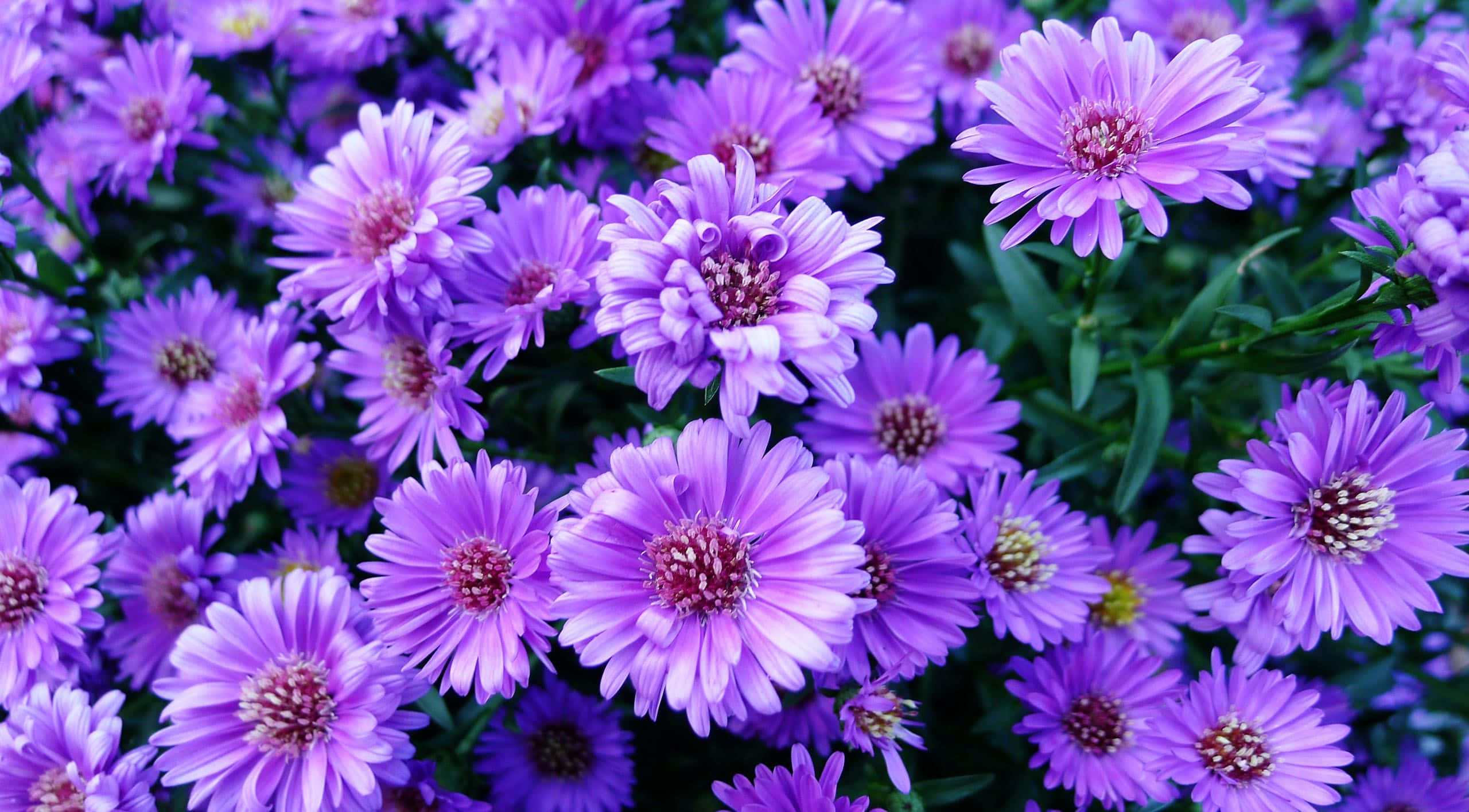 Purple Flowers 桌布 壁紙 — 鮮豔的紫色紫菀花密集盛開，帶有精緻的花瓣和綠色葉子，在茂盛花園的特寫中。