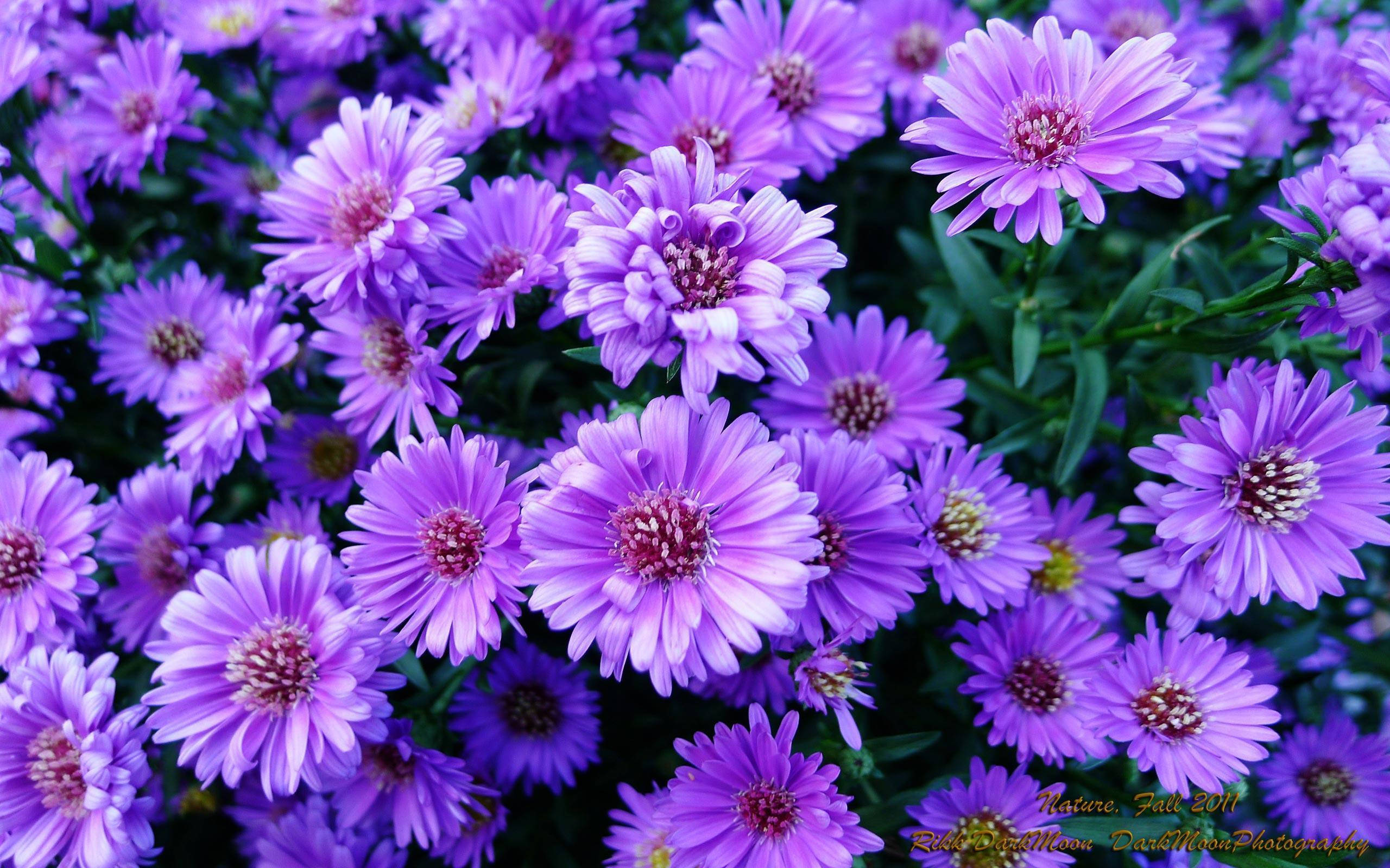 Purple Flower Laptop 桌布 壁紙 — 鮮豔的紫色紫菀花密集盛開，帶有精緻的花瓣和綠色莖幹，在茂盛花園的特寫中。