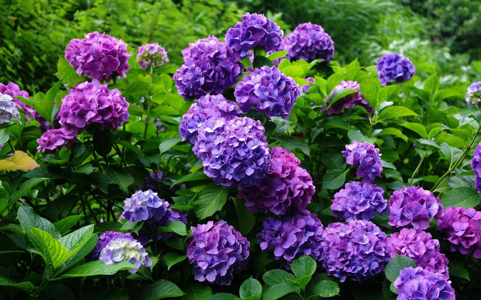 Flowers 桌布 壁紙 — 鮮豔的紫色繡球花在陽光普照的花園場景中，密集地簇擁在茂密的綠葉之間。