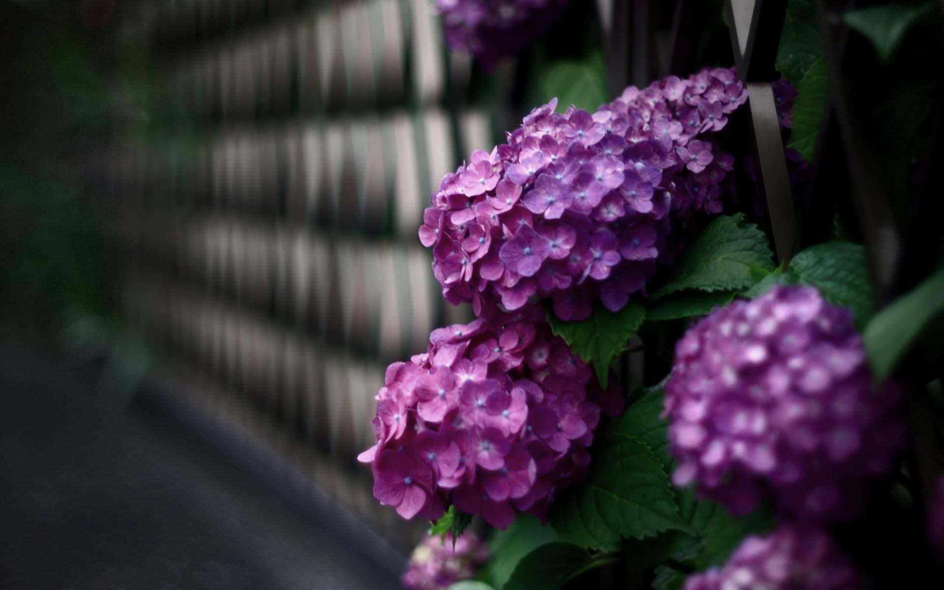 Hydrangea 桌布 壁紙 — 鮮豔的紫色繡球花簇擁在模糊的木柵欄旁，沐浴在柔和自然光中。
