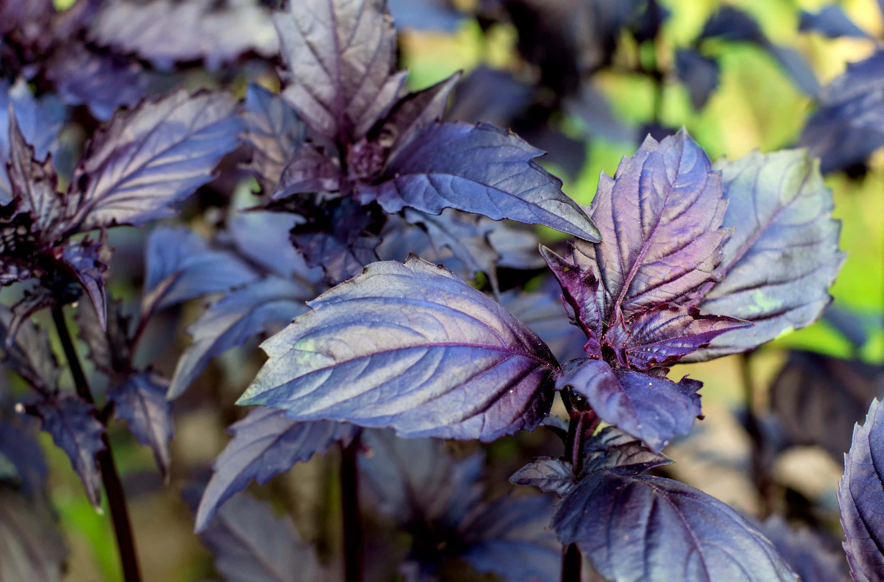 Purple Basil 桌布 壁紙 — 鮮豔的紫色羅勒葉特寫，露珠在柔和日光下閃閃發光。