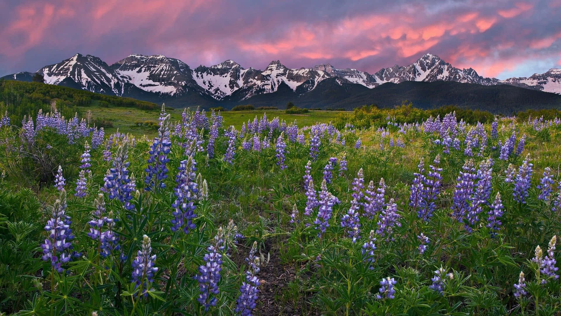 Colorado Mountains 桌布 壁紙 — 鮮豔的紫色羽扇豆花在草地上盛開，背景是戲劇性的粉紅和紫色日落天空，遠處有積雪覆蓋的山峰。
