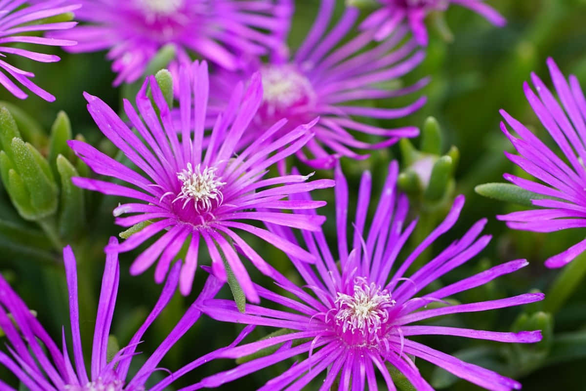 Fall Flowers 桌布 壁紙 — 鮮豔的紫色花朵，花瓣纖細，花心白色，在茂密的綠葉中密集綻放。