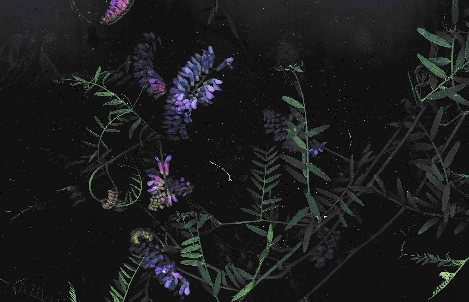 Pinterest 美學 桌布 壁紙 — 鮮豔的紫色花朵和綠色藤蔓在深黑色背景上漂浮，宛如宇宙植物。