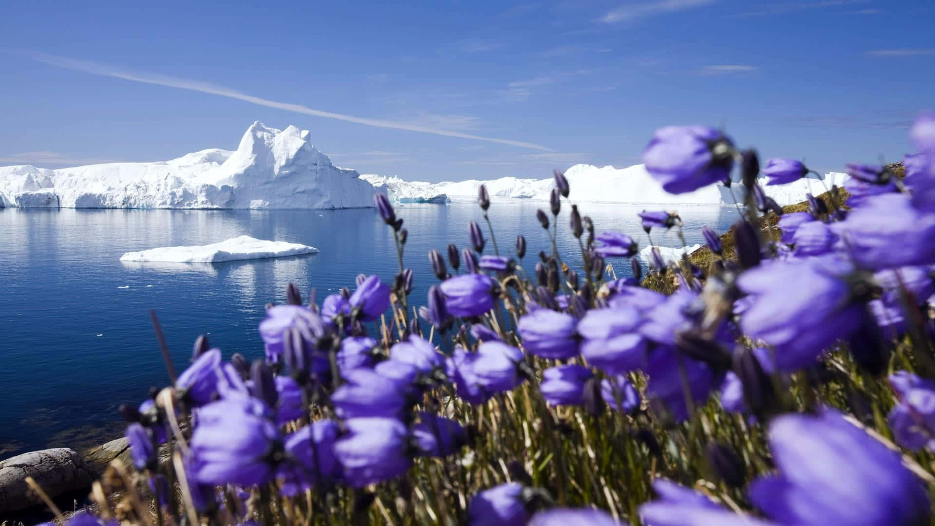 Greenland 桌布 壁紙 — 鮮豔的紫色花朵在前景盛開，雄偉的冰山漂浮在深藍色的海水中，天空晴朗。