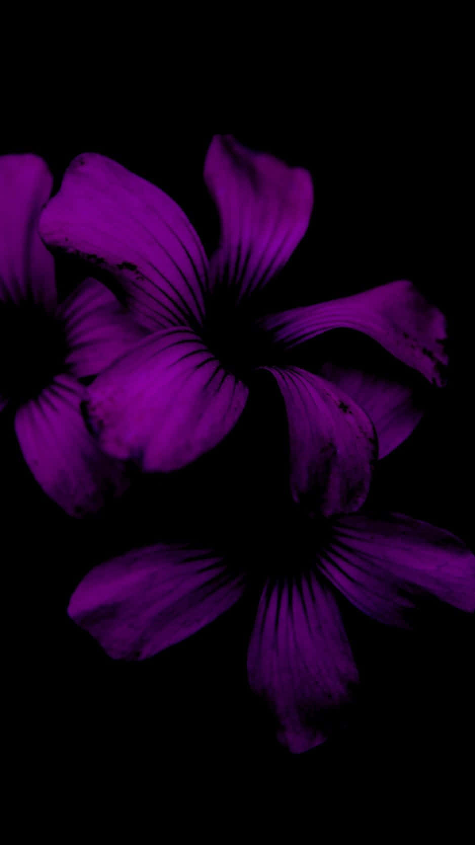 花 iPhone 桌布 壁紙 — 鮮豔的紫色花朵在漆黑的背景下發光，戲劇性的燈光突顯其精緻的花瓣。