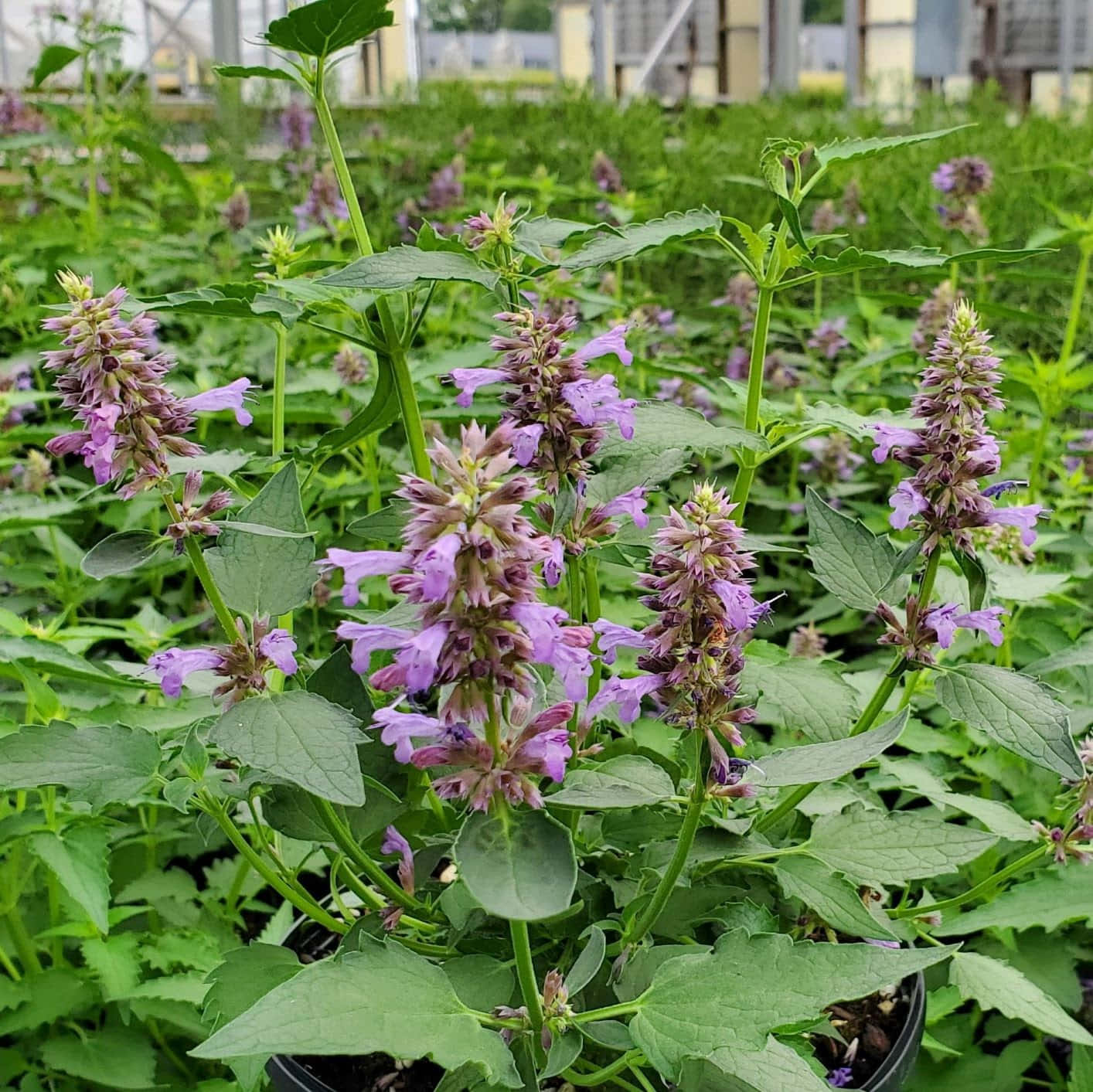 Purple Licorice 桌布 壁紙 — 鮮豔的紫色花朵在茂密的綠色莖上盛開，位於密集的花園花壇中，在明亮的日光下。
