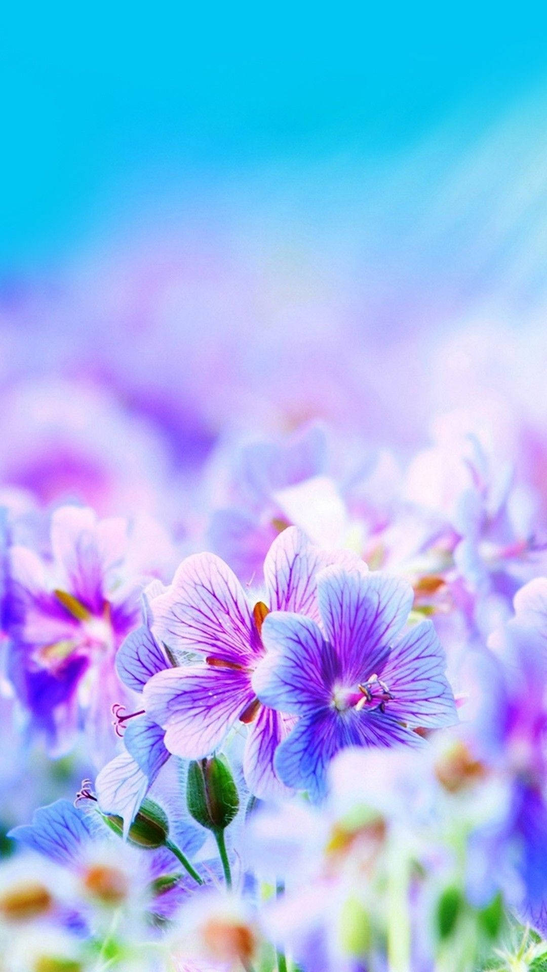 漂亮的動圖 桌布 壁紙 — 鮮豔的紫色花朵在陽光明媚的草地上，對著夢幻般的藍天柔和地綻放。