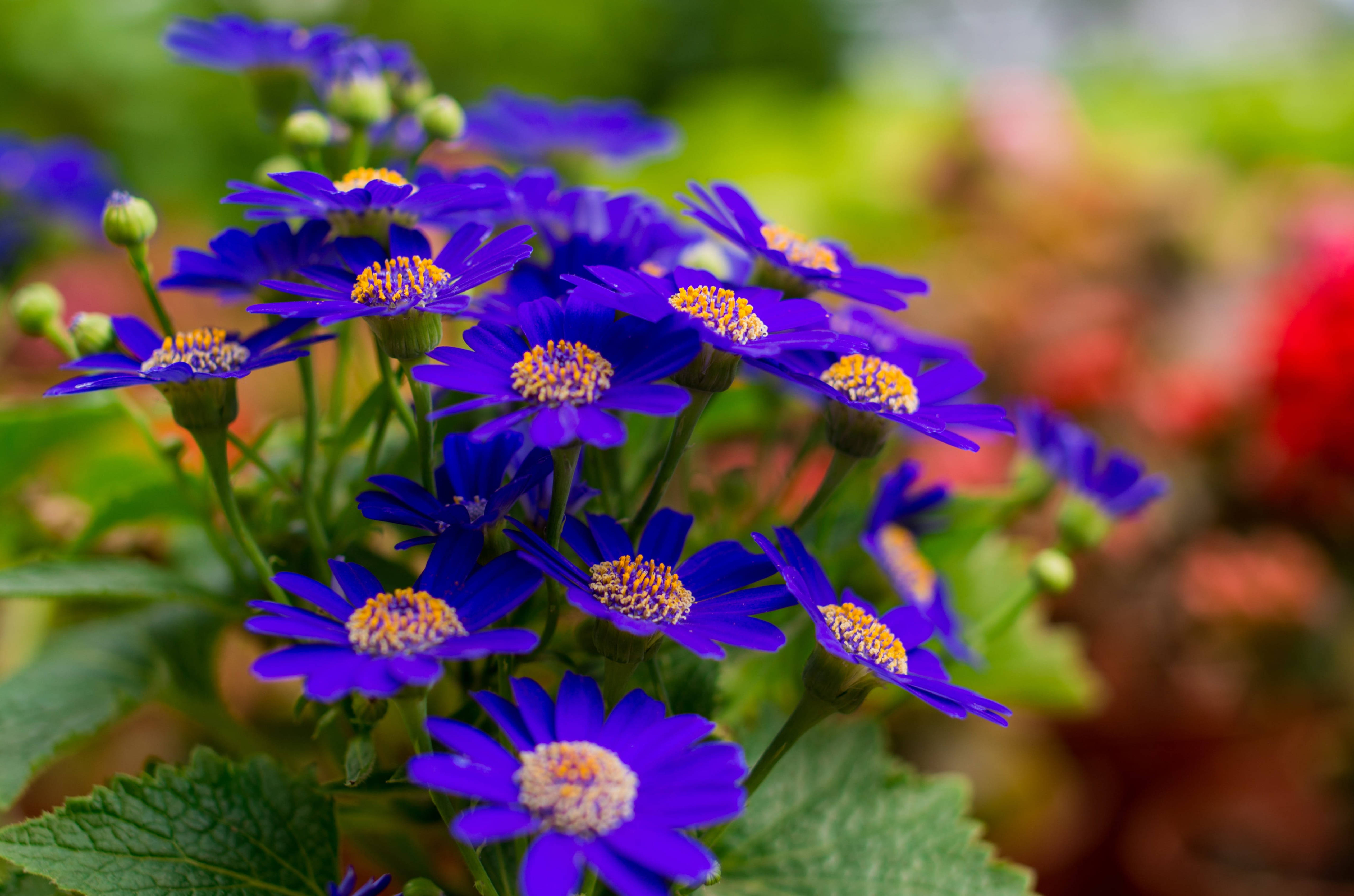 Chrysanthemum 桌布 壁紙 — 鮮豔的紫色花朵帶有黃色花心，在柔和的模糊花園環境中，在茂密的綠葉間盛開。