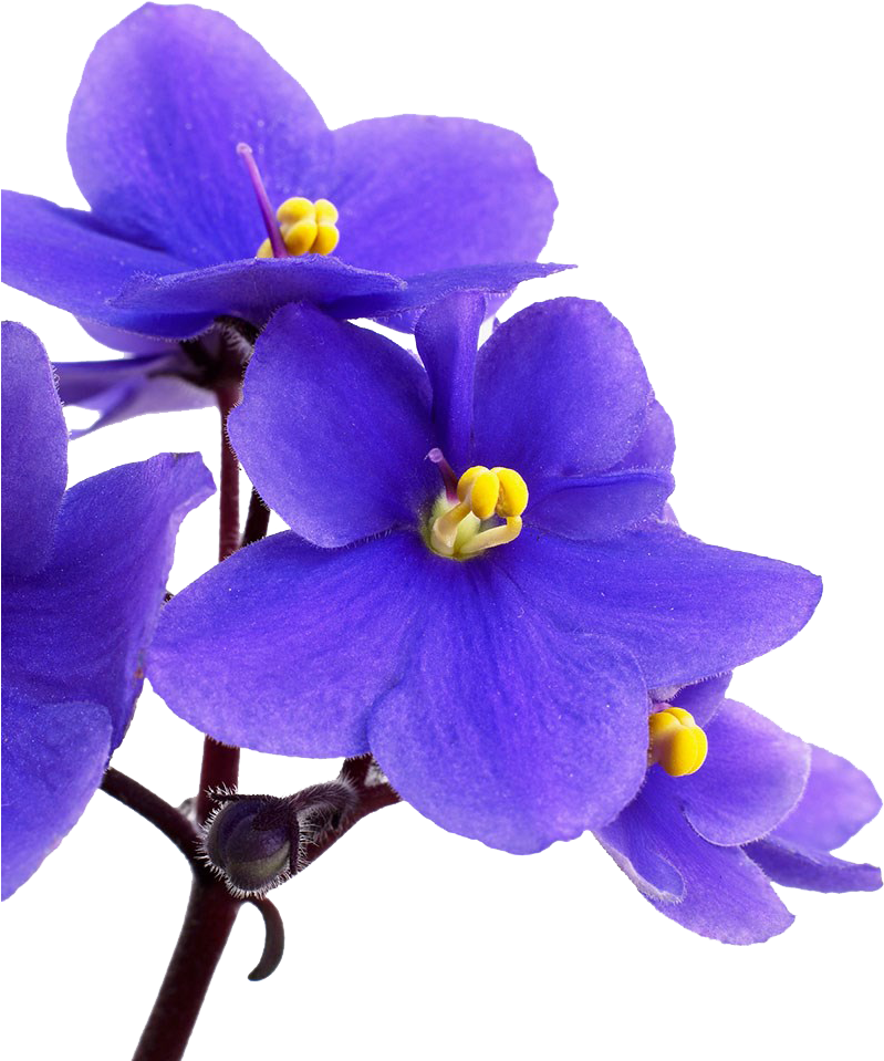 紫羅蘭 桌布 壁紙 — 鮮豔的紫色花朵帶有黃色花心，在純黑背景下以微距特寫綻放。