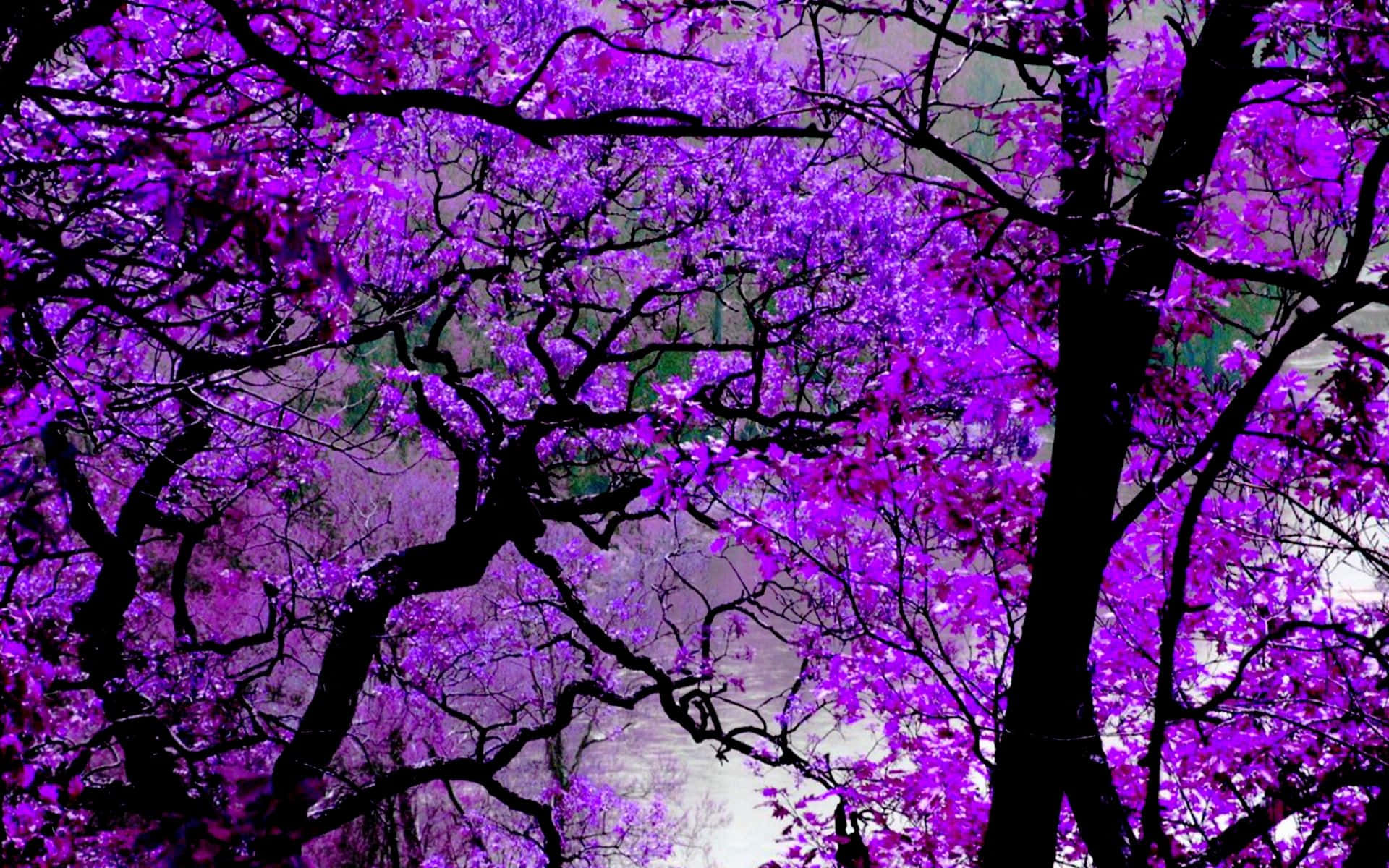 Violet 桌布 壁紙 — 鮮豔的紫色花朵從深色剪影樹枝上傾瀉而下，映襯著柔和的模糊背景。