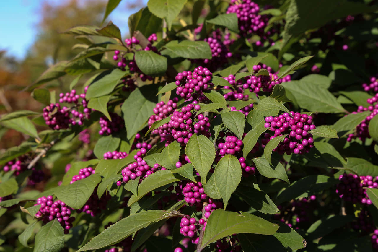 Purple Berries 桌布 壁紙 — 鮮豔的紫色莓果簇擁在茂盛的綠葉之間，沐浴在明亮的陽光下。