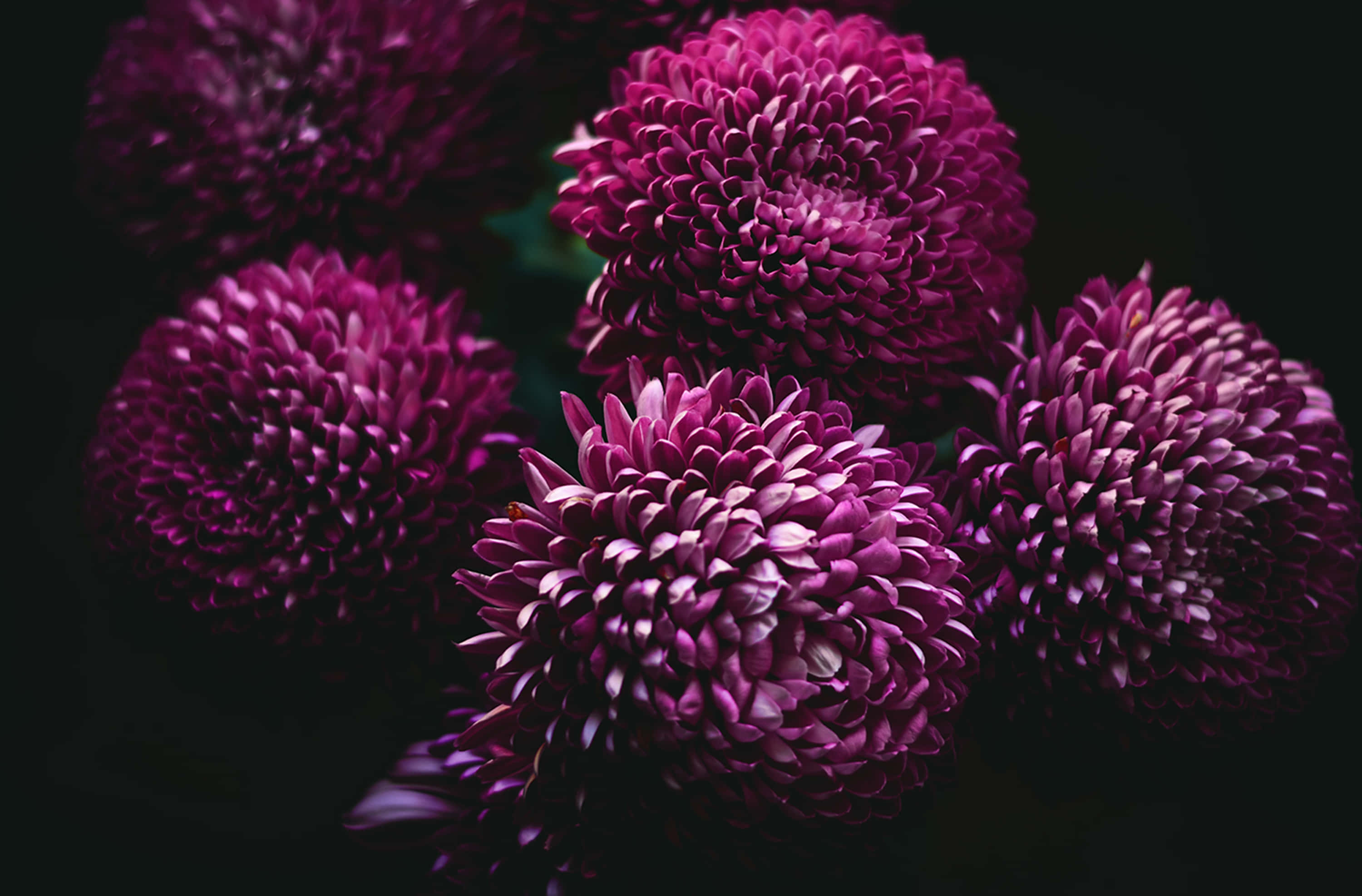 Dahlia 桌布 壁紙 — 鮮豔的紫色菊花在深黑色背景上綻放出豐富的細節。