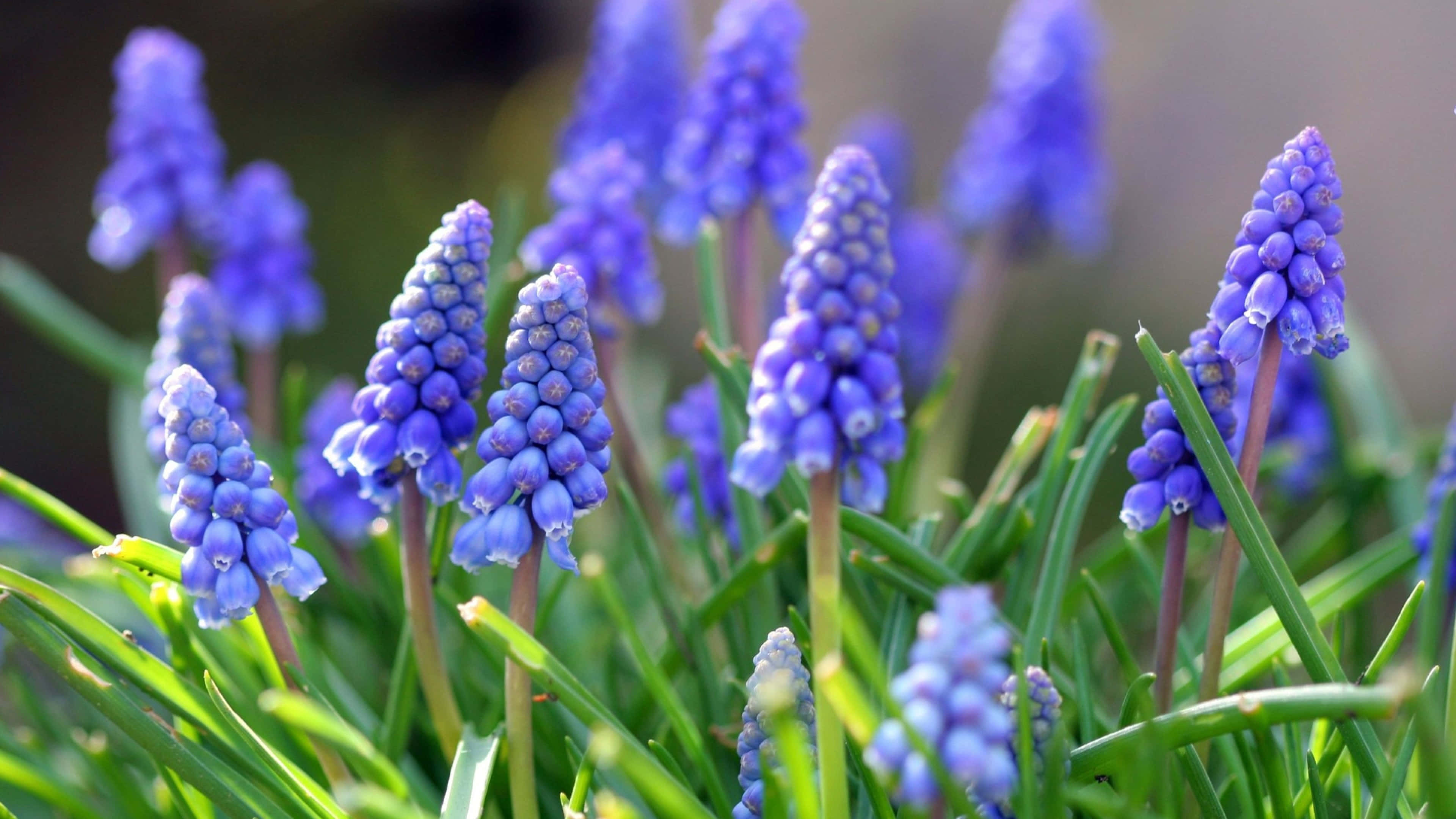 Spring Nature 桌布 壁紙 — 鮮豔的紫色葡萄風信子在陽光普照的花園中，在茂密的綠草間密集盛開。