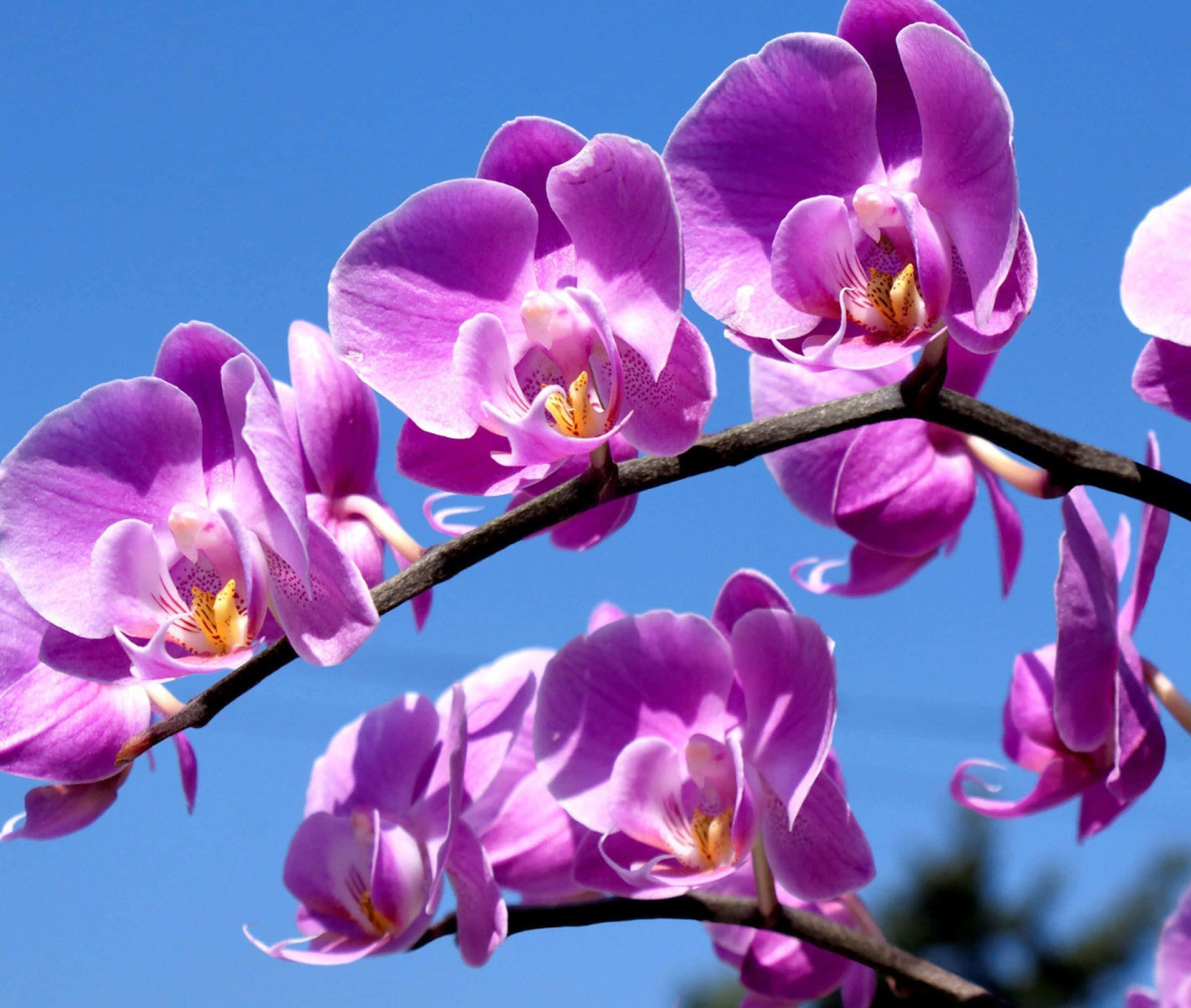 Orchids 桌布 壁紙 — 鮮豔的紫色蘭花在晴朗的藍天下盛開，呈現明亮陽光的特寫。