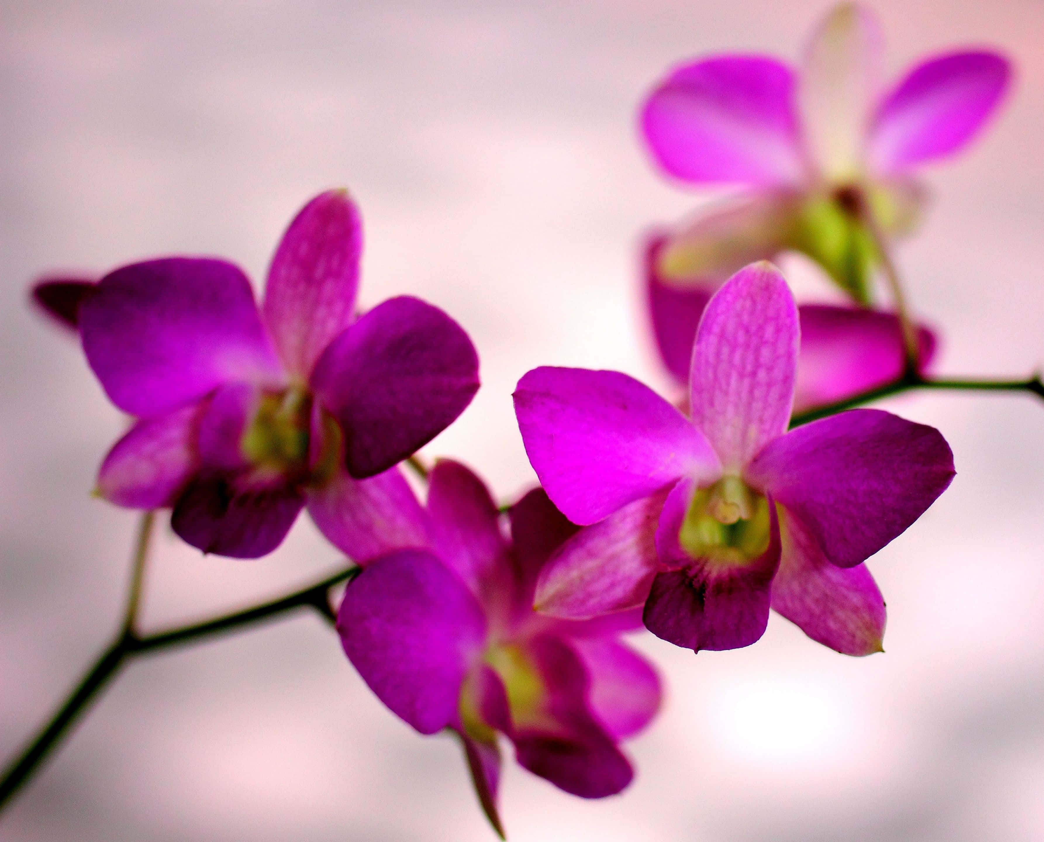 Orchids 桌布 壁紙 — 鮮豔的紫色蘭花在柔和模糊的背景上優雅綻放，柔和的光線突顯其精緻的花瓣。