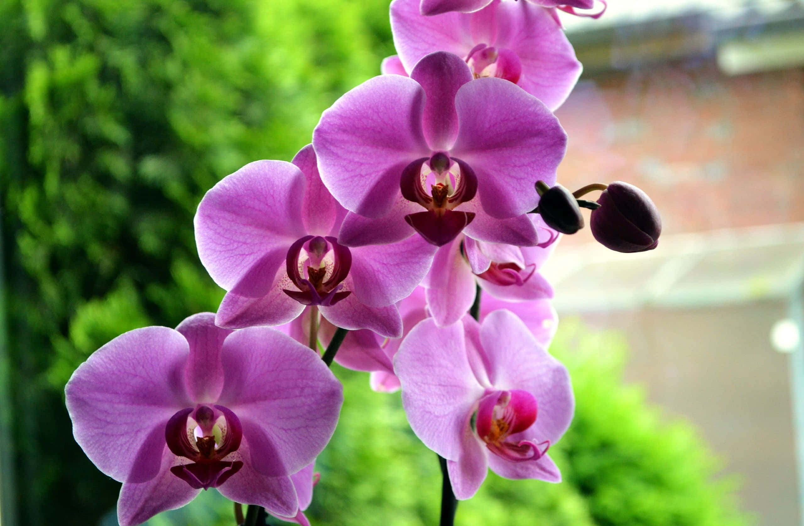 Orchid 桌布 壁紙 — 鮮豔的紫色蘭花在柔和綠色模糊的花園背景下優雅綻放。