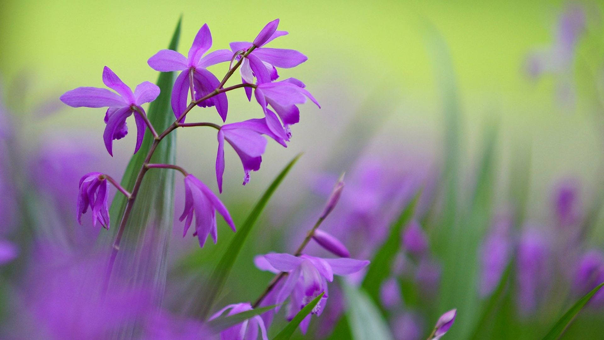 Orchids 桌布 壁紙 — 鮮豔的紫色蘭花在柔和綠色模糊背景中優雅綻放，呈現寧靜的花園場景。