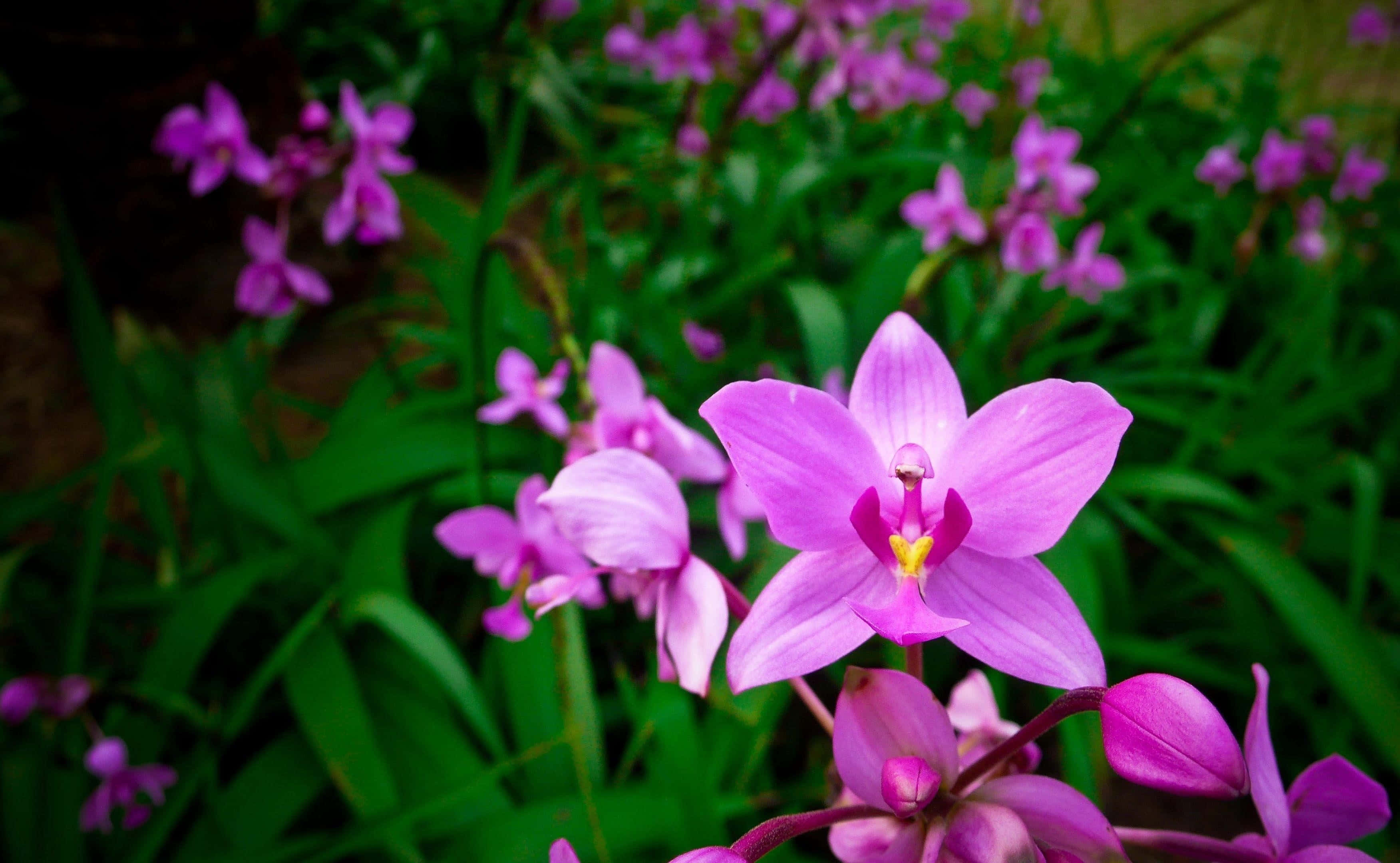 Orchids 桌布 壁紙 — 鮮豔的紫色蘭花在柔焦花園場景中，於茂盛的綠葉間盛開。