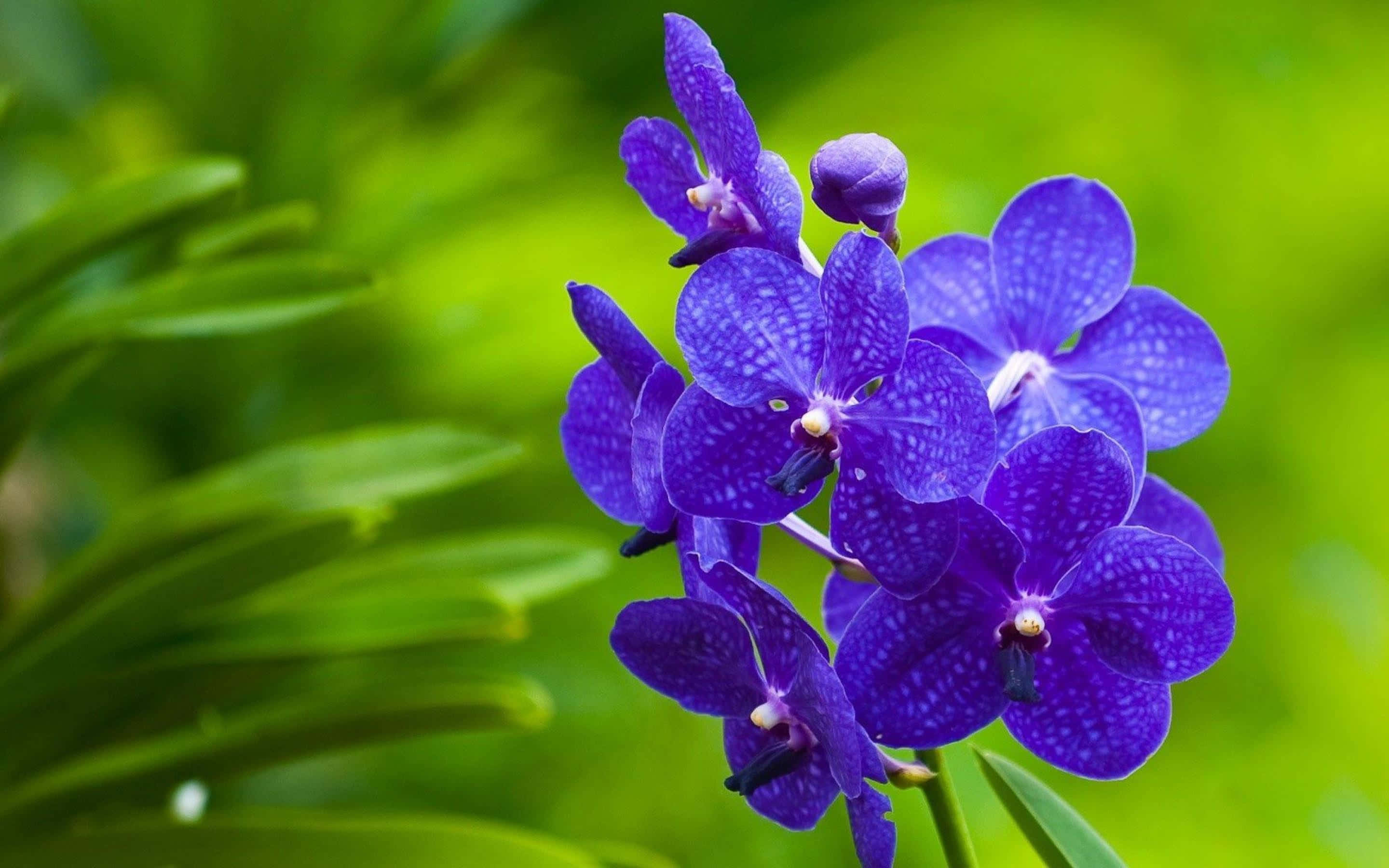 Orchid 桌布 壁紙 — 鮮豔的紫色蘭花帶有斑點花瓣，在柔和的綠色模糊樹葉背景中綻放。