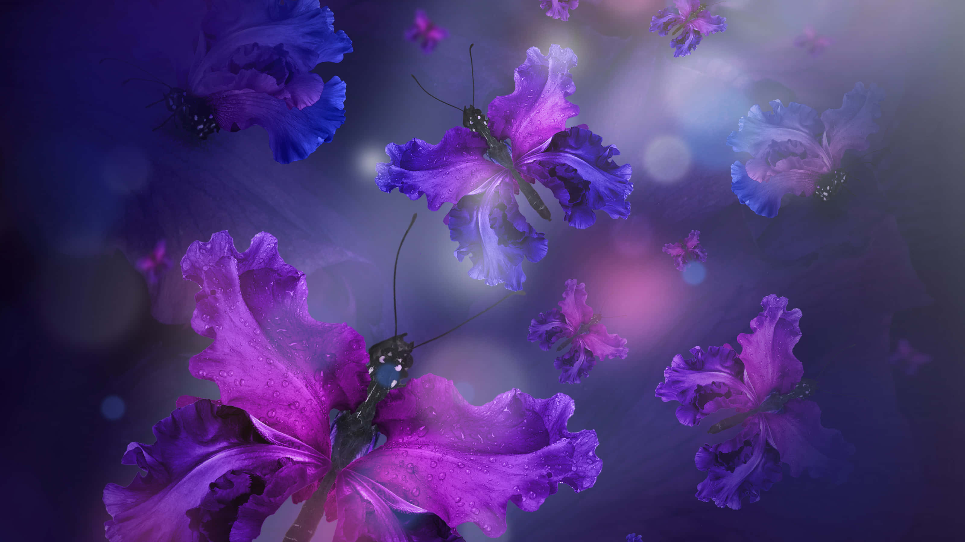 Emerging Butterfly 桌布 壁紙 — 鮮豔的紫色蝴蝶帶著露珠，在柔和發光的散景中翩翩起舞，營造出夢幻般的黃昏場景。