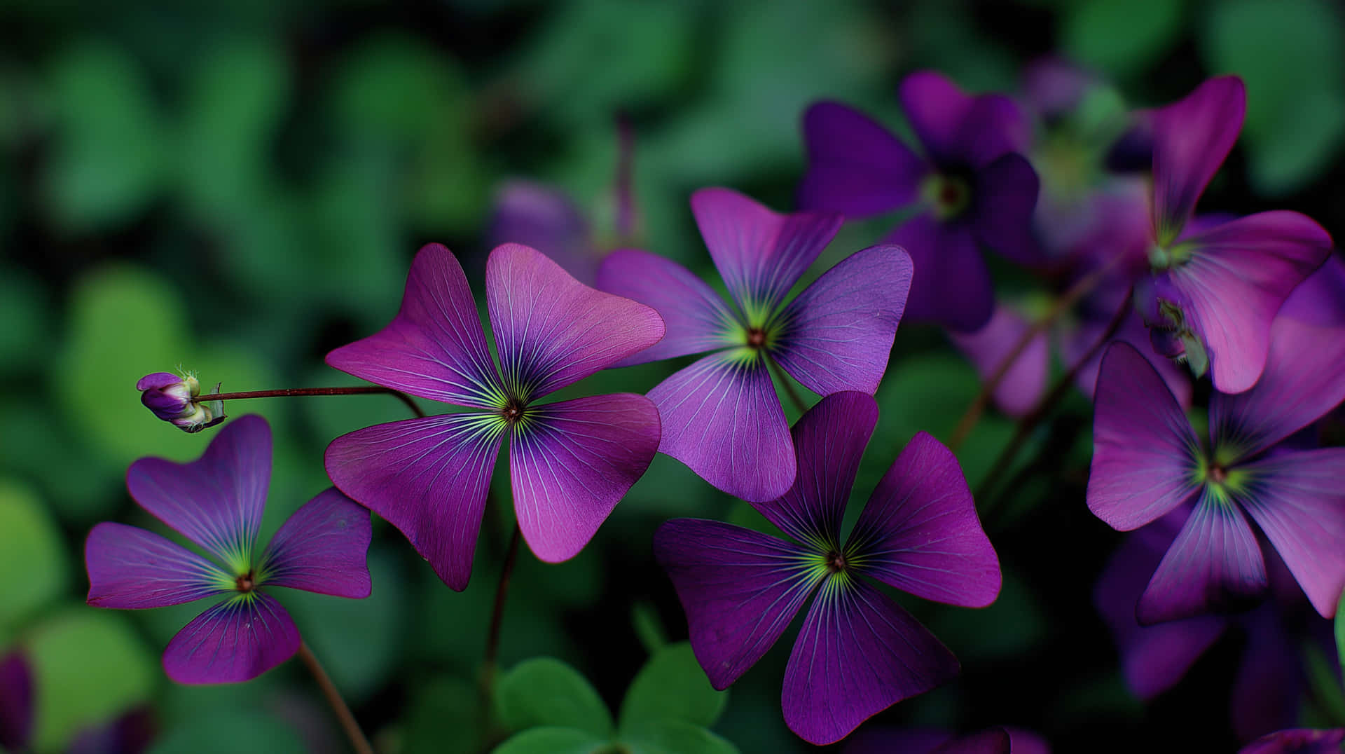 Vibrant Woodland Clover Cluster in Natural Setting 壁紙 — 鮮豔的紫色酢漿草花朵帶有細膩的脈絡，在柔和的綠色模糊葉子背景中綻放。