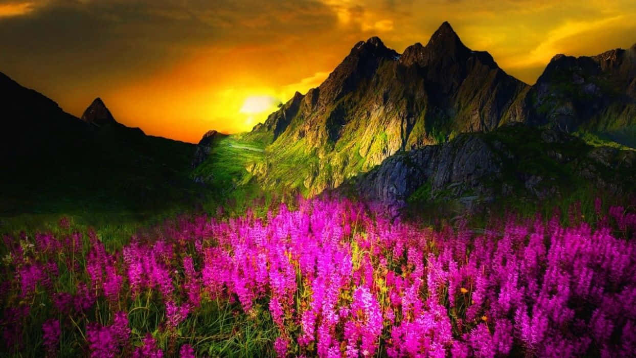 Spring Sunset 桌布 壁紙 — 鮮豔的紫色野花在前景盛開，金色的夕陽照亮了背後崎嶇的山峰。