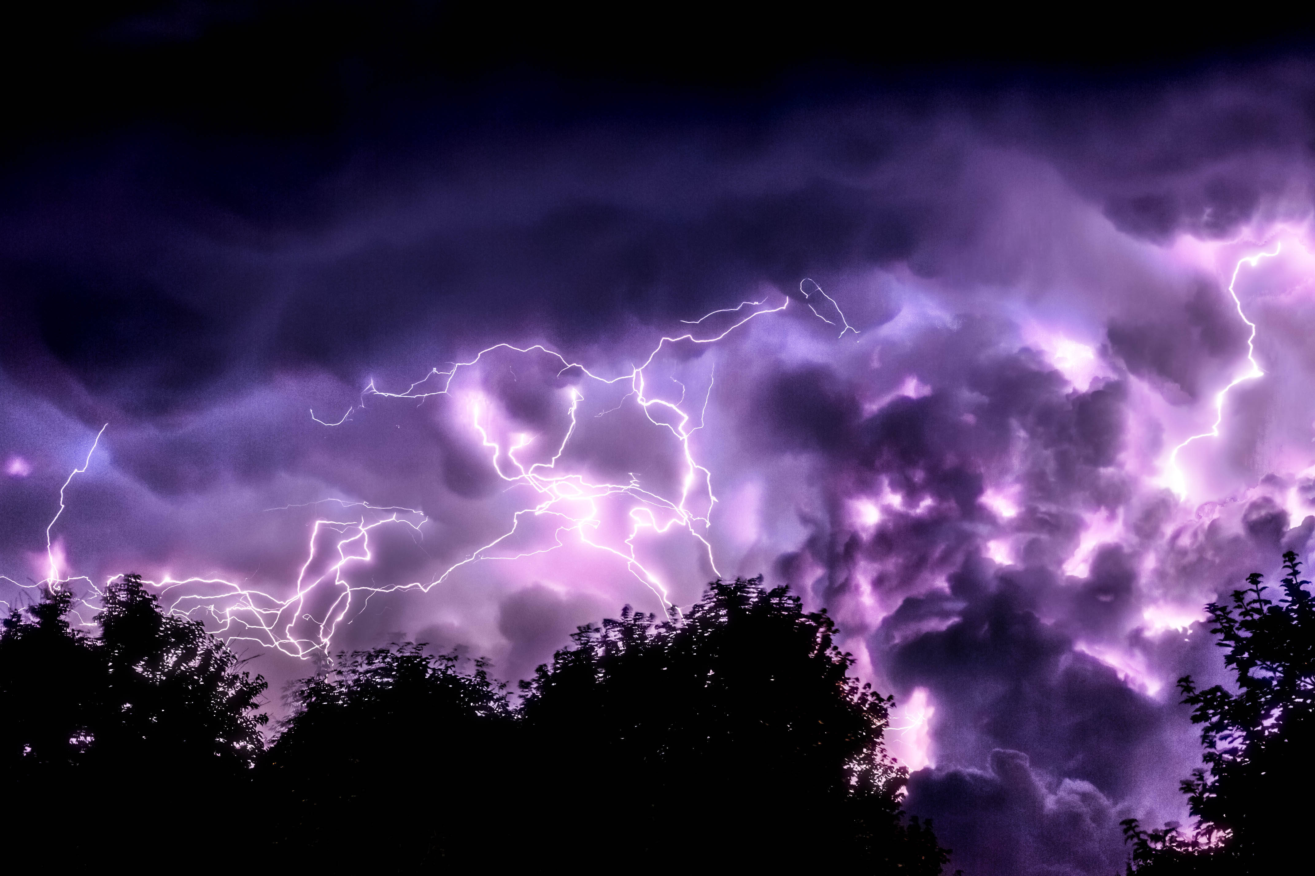 閃電 桌布 壁紙 — 鮮豔的紫色閃電在暴風雨的夜空中，在剪影般的樹梢上方叉開。