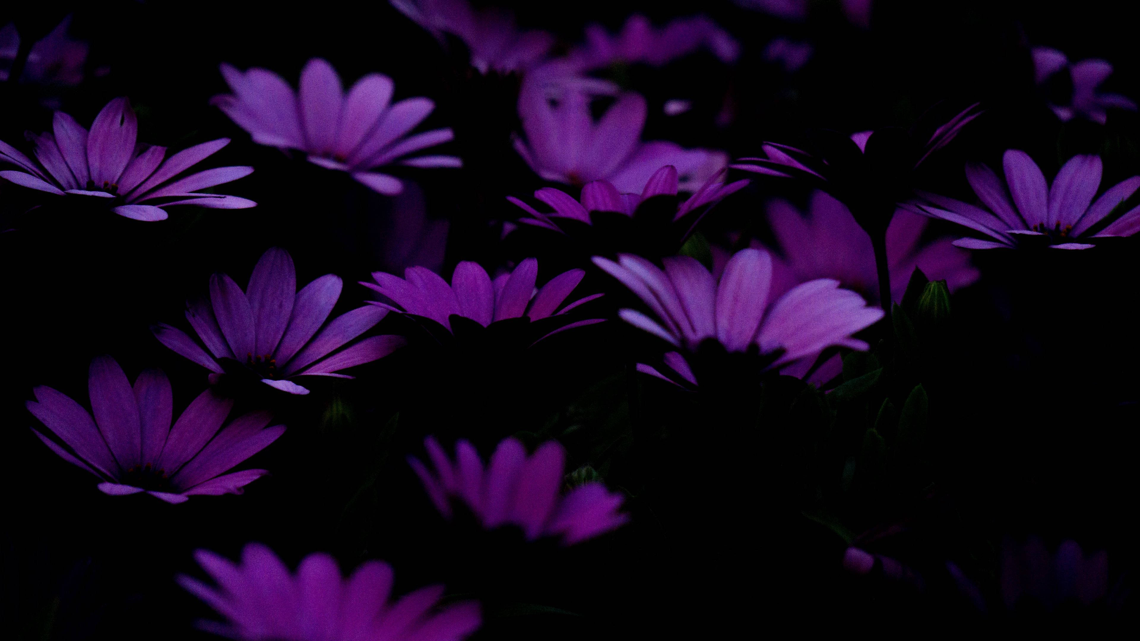Purple Flowers 桌布 壁紙 — 鮮豔的紫色雛菊在深黑色背景上柔和發光，營造出情緒化的特寫。