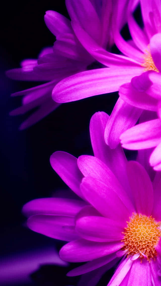 雛菊 桌布 壁紙 — 鮮豔的紫色雛菊帶有橙色花心，在深黑色背景上綻放，以特寫鏡頭拍攝。