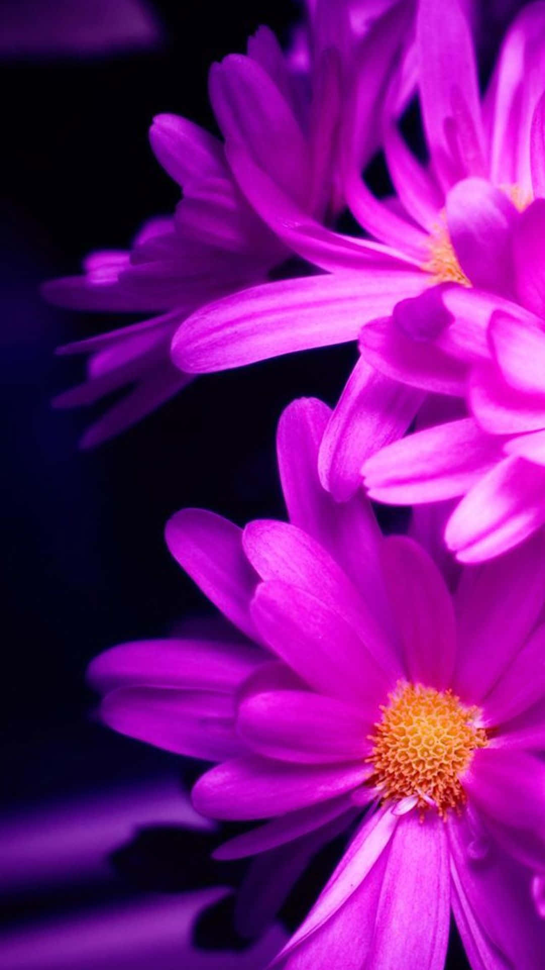 花 iPhone 桌布 壁紙 — 鮮豔的紫色雛菊帶有金色花心，在黑暗模糊的背景中綻放，以特寫鏡頭拍攝。