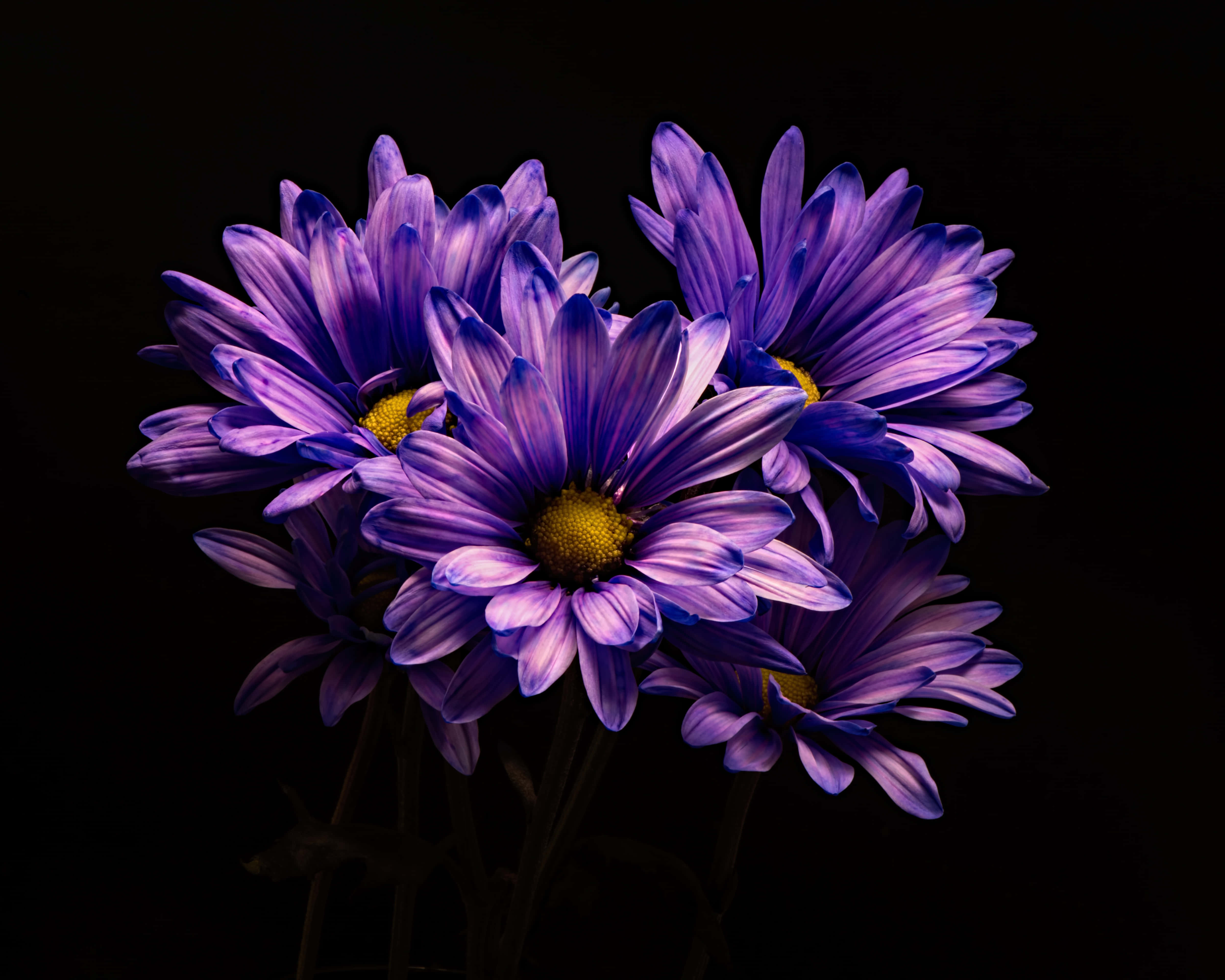 Purple Flower 桌布 壁紙 — 鮮豔的紫色雛菊帶有黃色花心，在純黑背景下以戲劇性的特寫綻放。