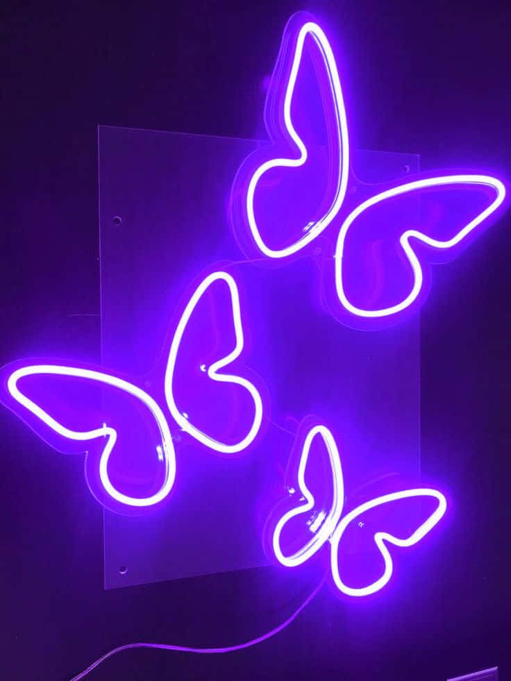Butterflies 桌布 壁紙 — 鮮豔的紫色霓虹蝴蝶在黑暗背景上發光，背後有一個半透明面板。
