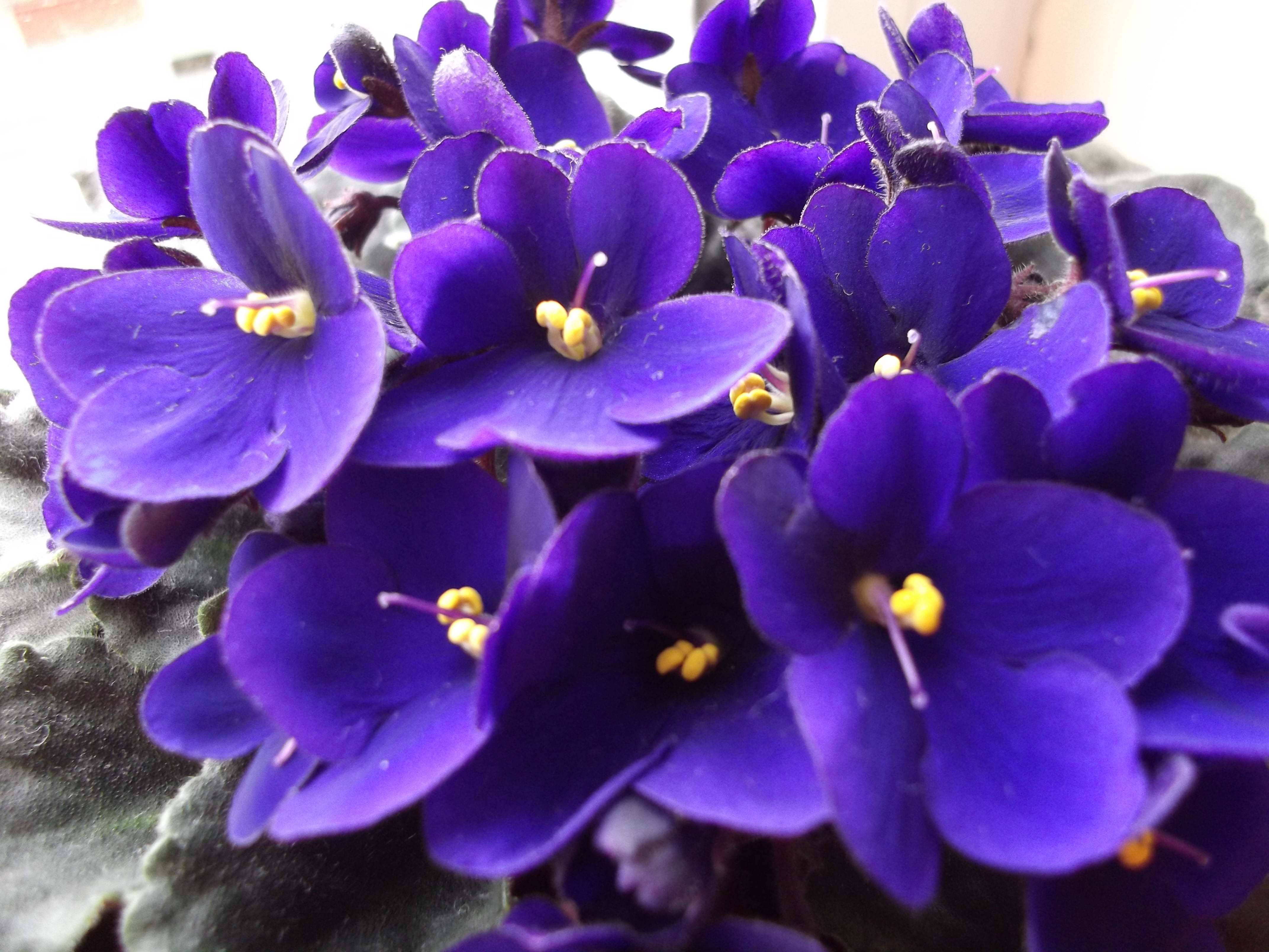Pansy 桌布 壁紙 — 鮮豔的紫色非洲紫羅蘭花，帶有黃色花心，在柔軟的綠色葉片襯托下密集盛開的近距離照片。