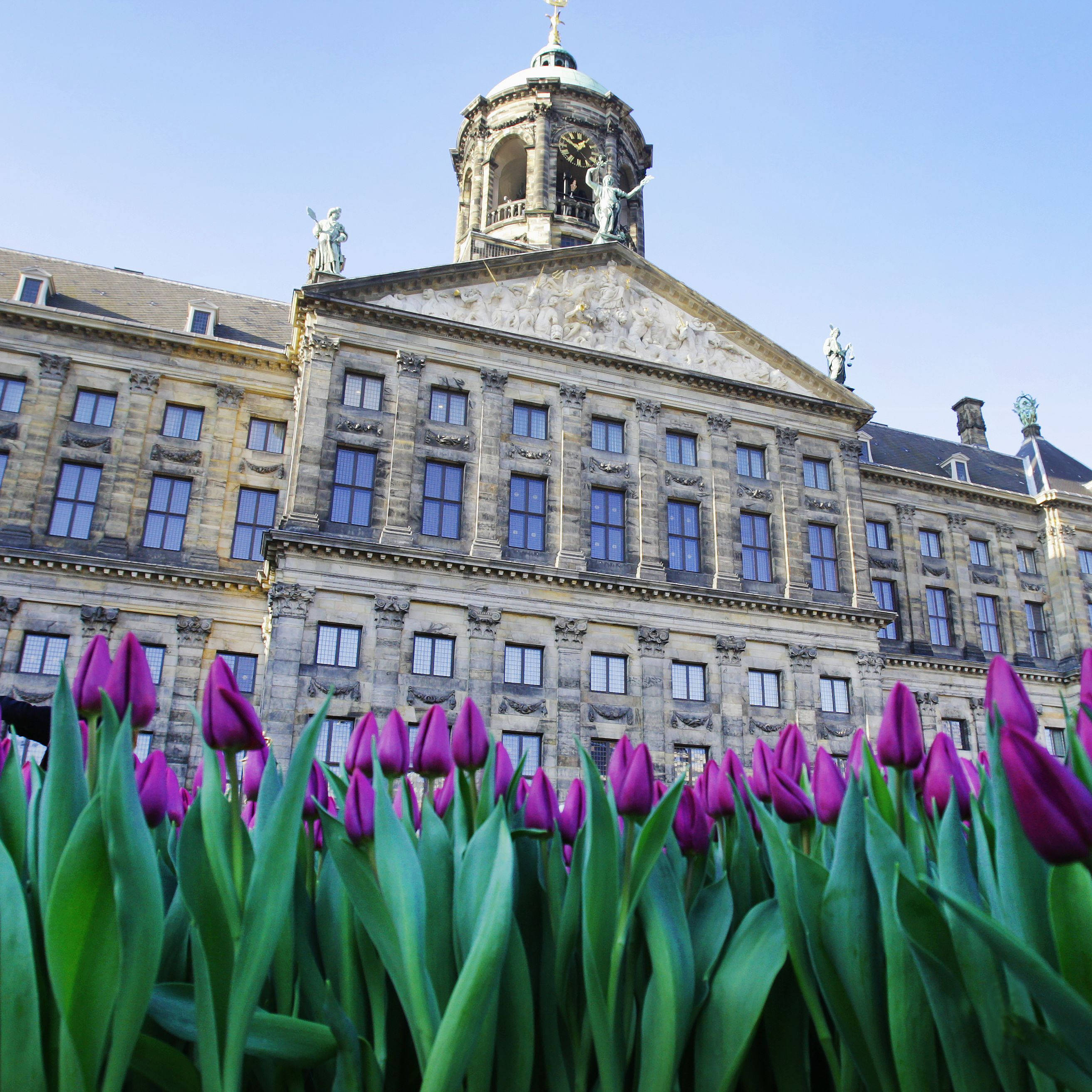 Amsterdam 桌布 壁紙 — 鮮豔的紫色鬱金香在前景盛開，襯托著宏偉的歷史荷蘭宮殿，天空清澈湛藍。