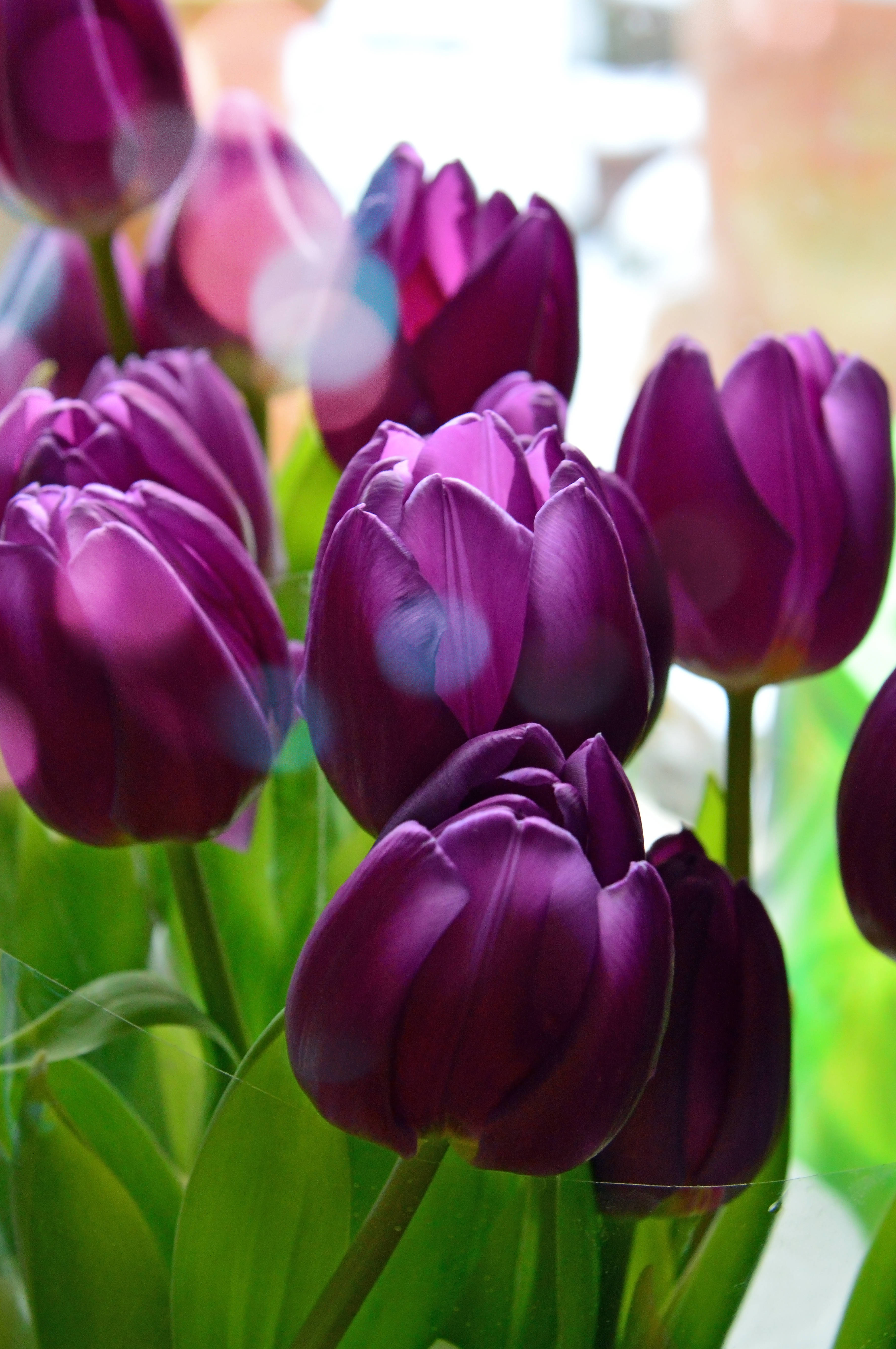 Tulips 桌布 壁紙 — 鮮豔的紫色鬱金香在柔和焦點中盛開，帶有綠色莖幹和明亮窗光造成的鏡頭光暈。