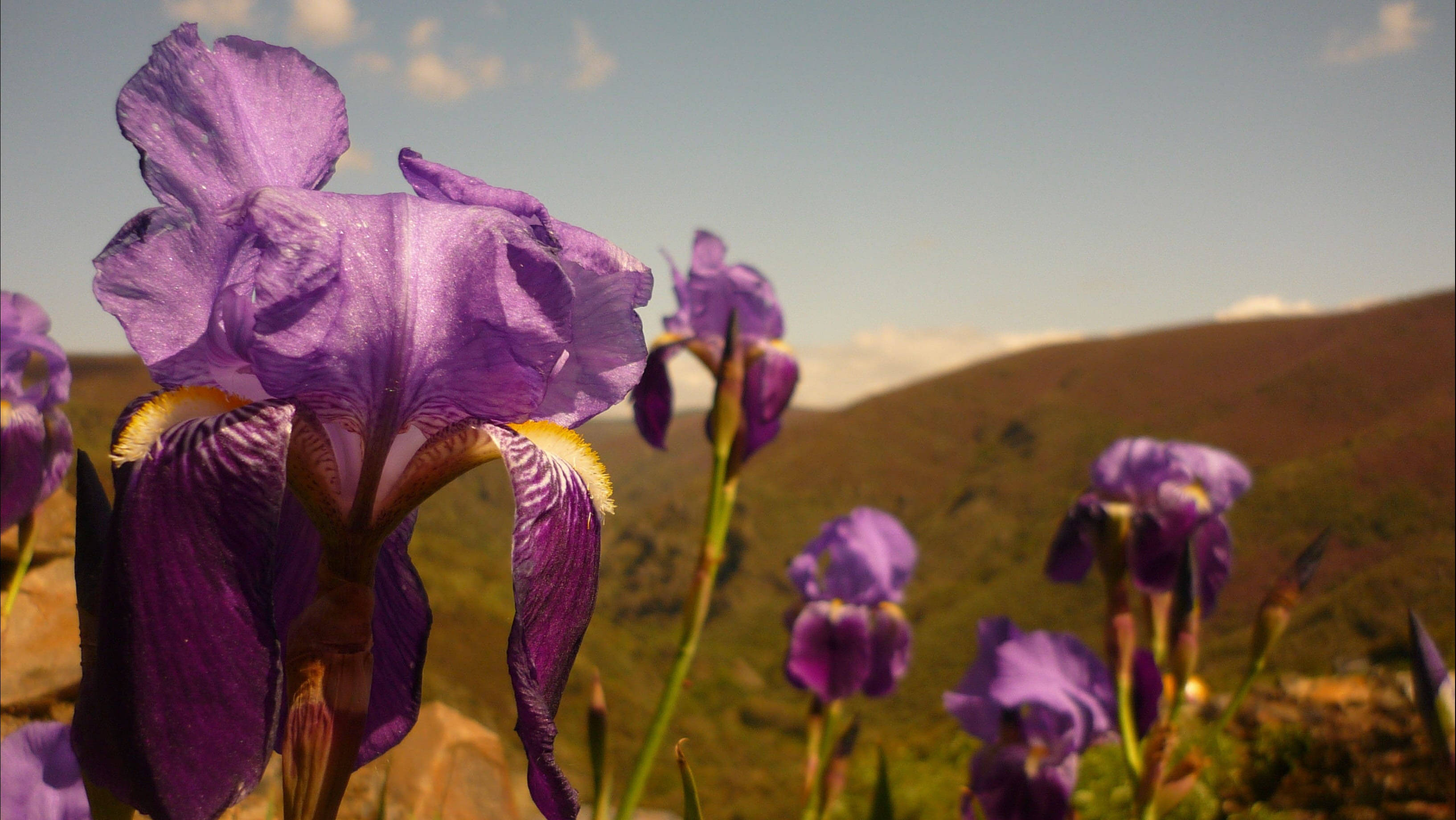 Iris 桌布 壁紙 — 鮮豔的紫色鳶尾花在柔和焦點下盛開，背景是晴朗藍天下陽光普照的起伏山丘。