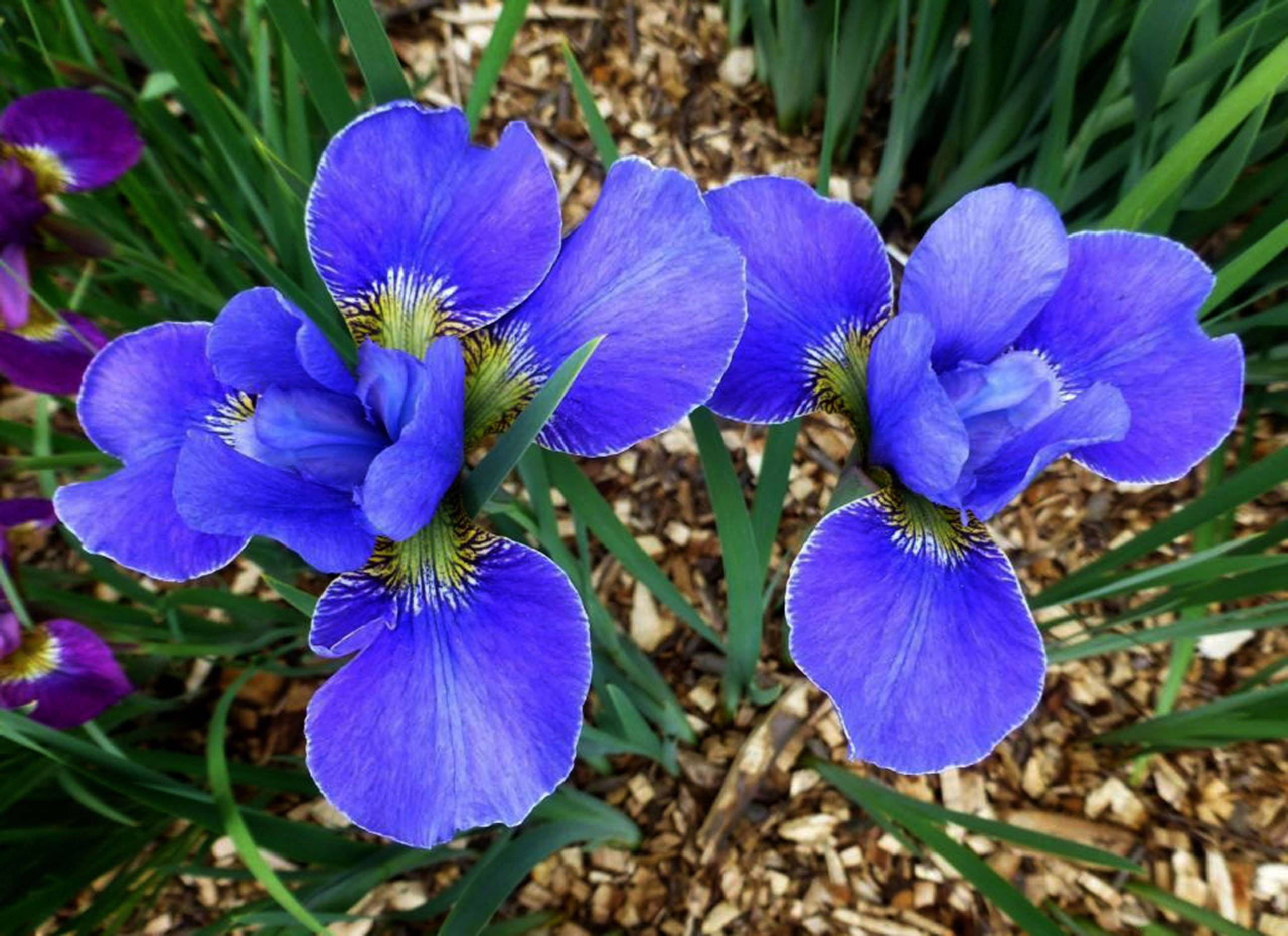Iris 桌布 壁紙 — 鮮豔的紫色鳶尾花在花壇中，在綠葉和木屑覆蓋物之間盛開。
