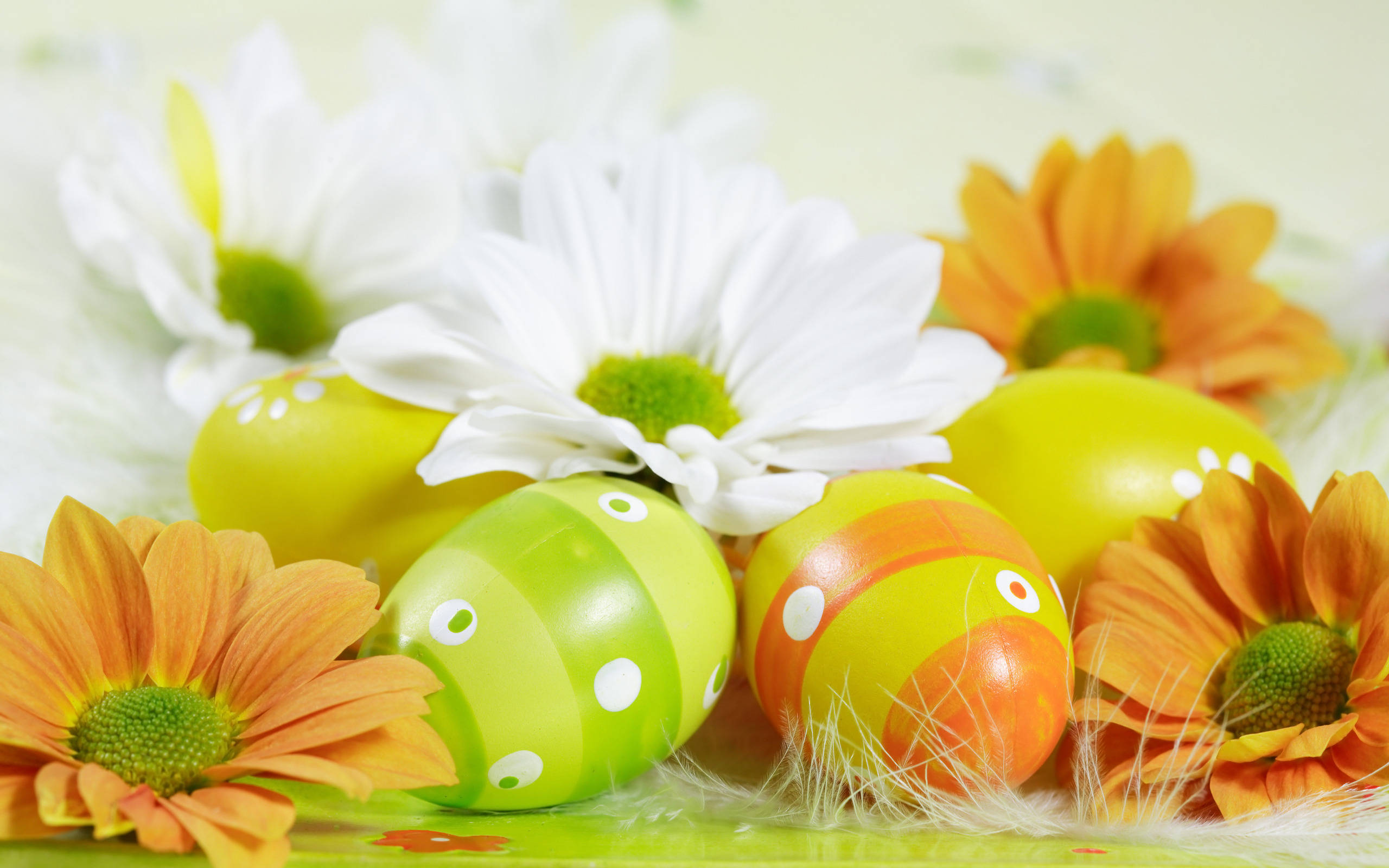 Easter 桌布 壁紙 — 鮮豔的綠色和橙色復活節蛋藏在白色和橙色雛菊之間，置於柔軟羽毛般的表面上。