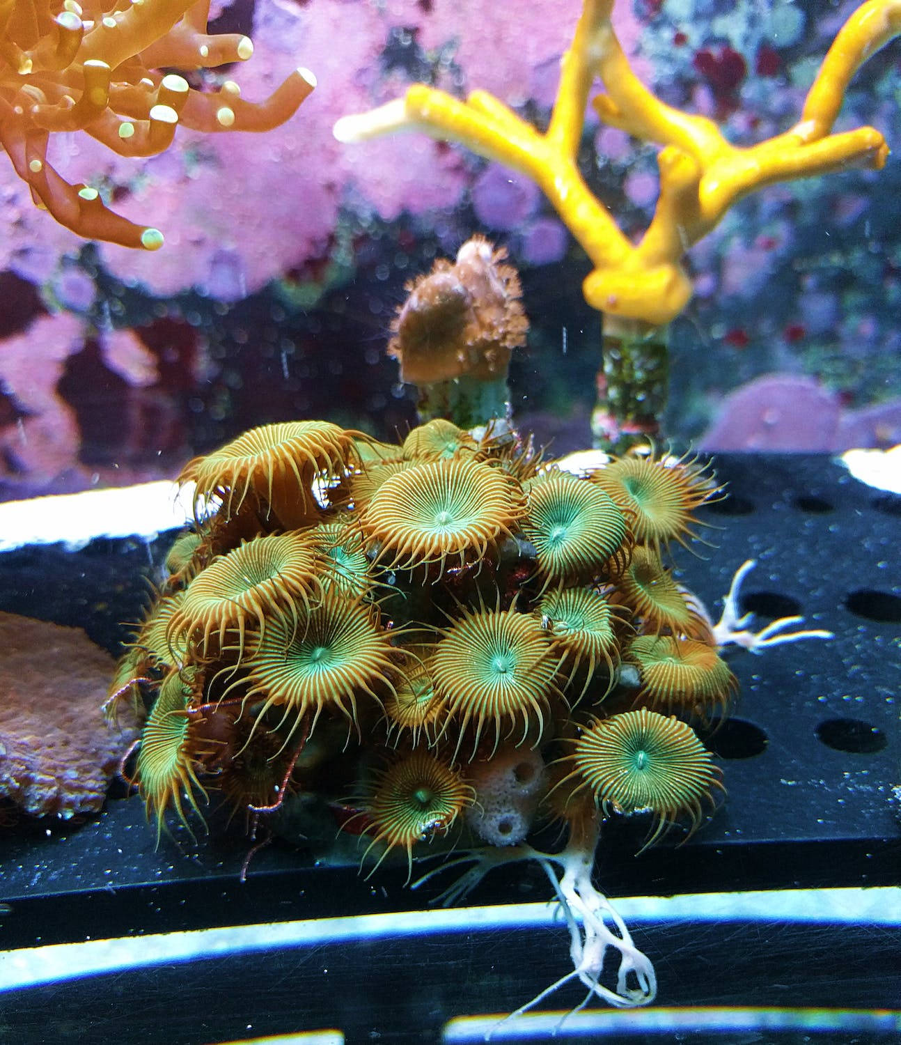 coral 桌布 壁紙 — 鮮豔的綠色和橙色海葵帶有羽毛狀觸手，聚集在黑色水族箱底材上，周圍環繞著色彩繽紛的珊瑚。