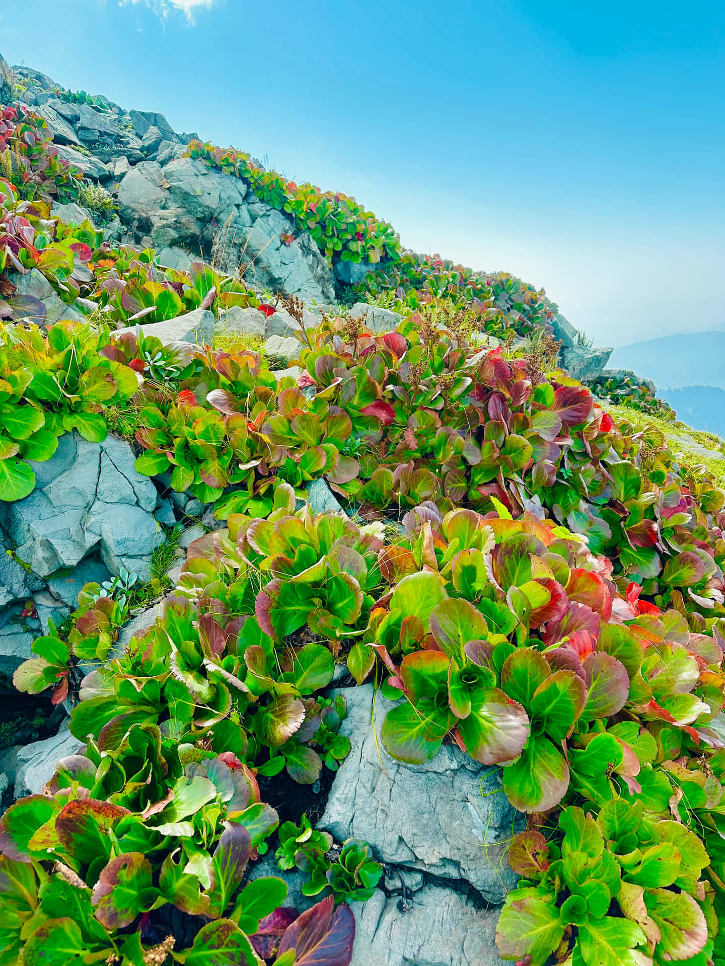 Nature Wallpaper for Mobile 壁紙 — 鮮豔的綠色和紅色葉狀植物依附在陽光照射的灰色岩石上，位於陡峭的山坡，背景是清澈的藍天。