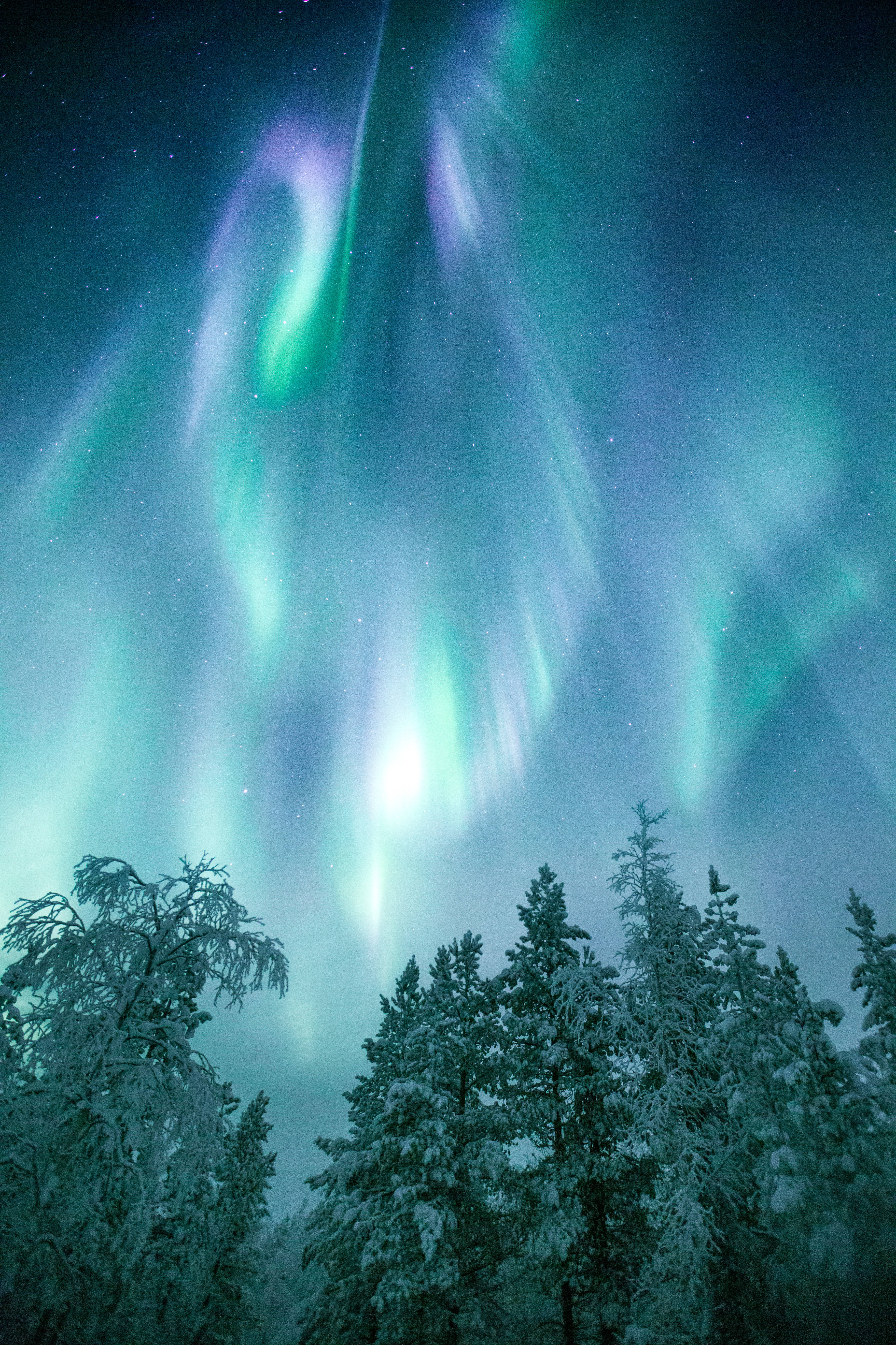 Finland 桌布 壁紙 — 鮮豔的綠色和紫色北極光在雪覆蓋的松樹上方，在繁星點點的冬季天空中舞動。