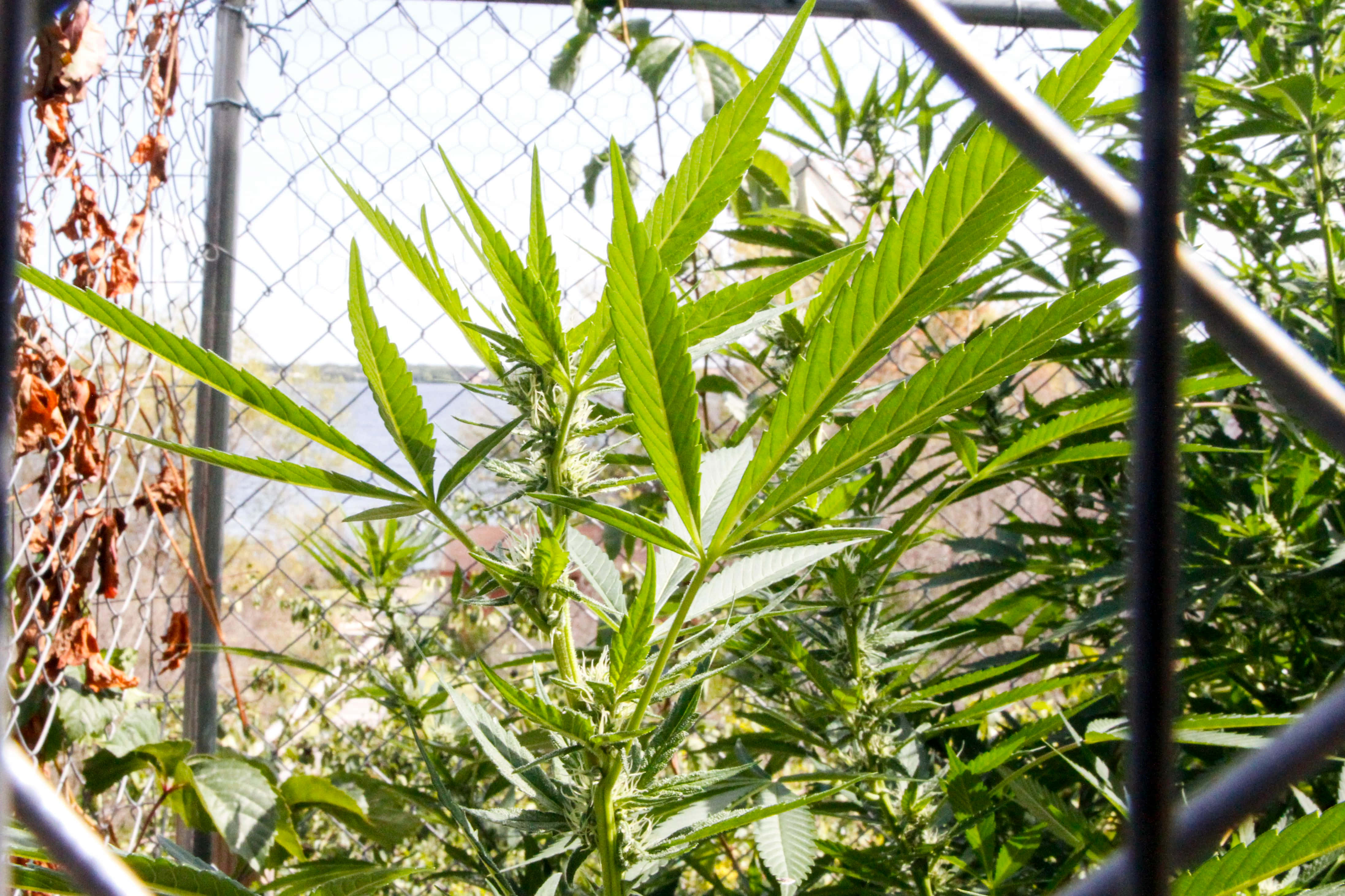 大麻 桌布 壁紙 — 鮮豔的綠色大麻植物在明亮的日光下，在鐵絲網圍欄後面茂盛生長。