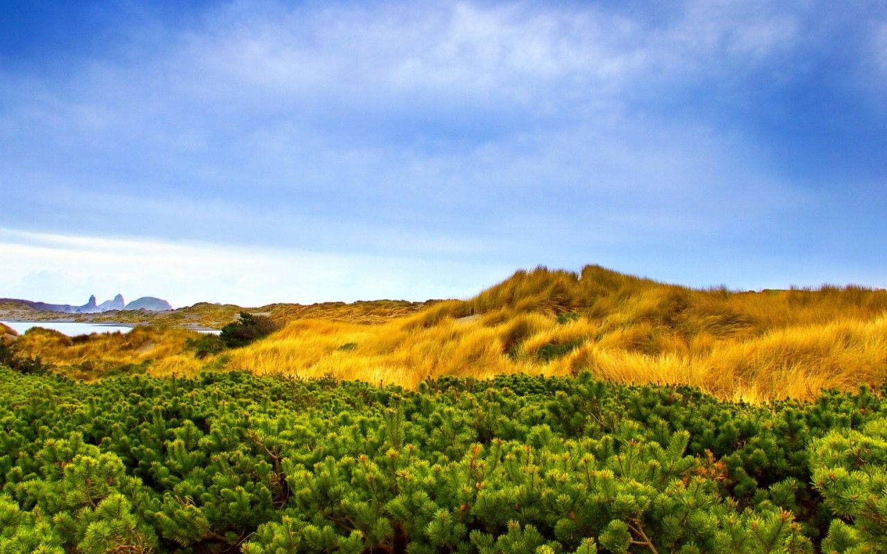 Vista 桌布 壁紙 — 鮮豔的綠色灌木在前景，金色的沙丘在明亮的藍天下，遠處有岩石島嶼。