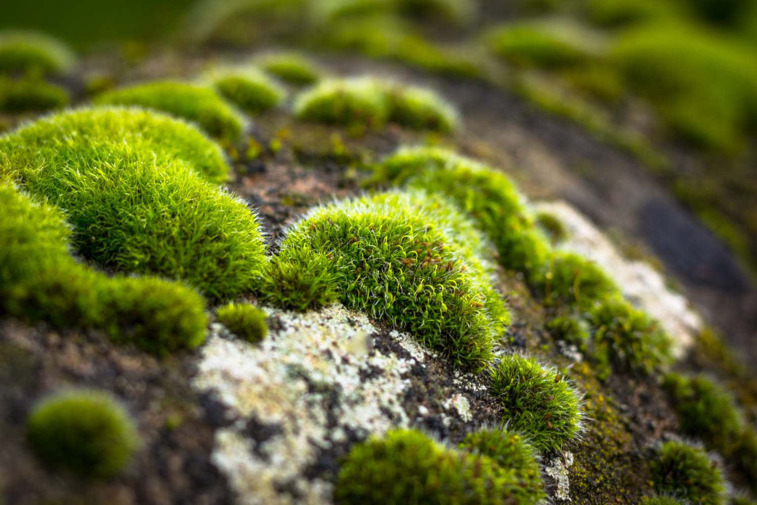 Green Moss 桌布 壁紙 — 鮮豔的綠色苔蘚叢在帶有白色地衣斑塊的紋理岩石表面上柔軟地生長。