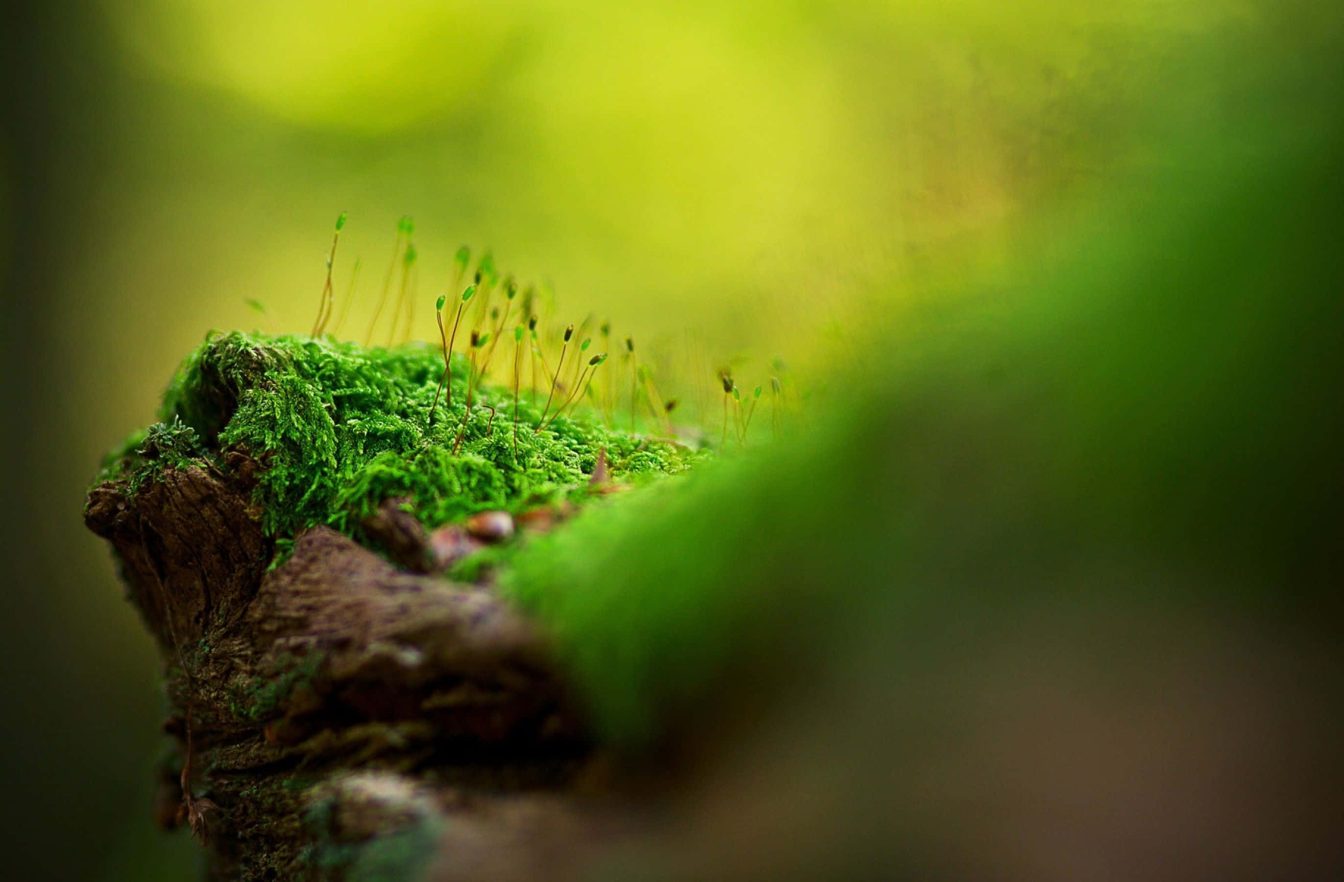 Moss 桌布 壁紙 — 鮮豔的綠色苔蘚帶有精緻的孢子囊，在陽光斑駁的森林中密集地生長在風化的樹樁上。