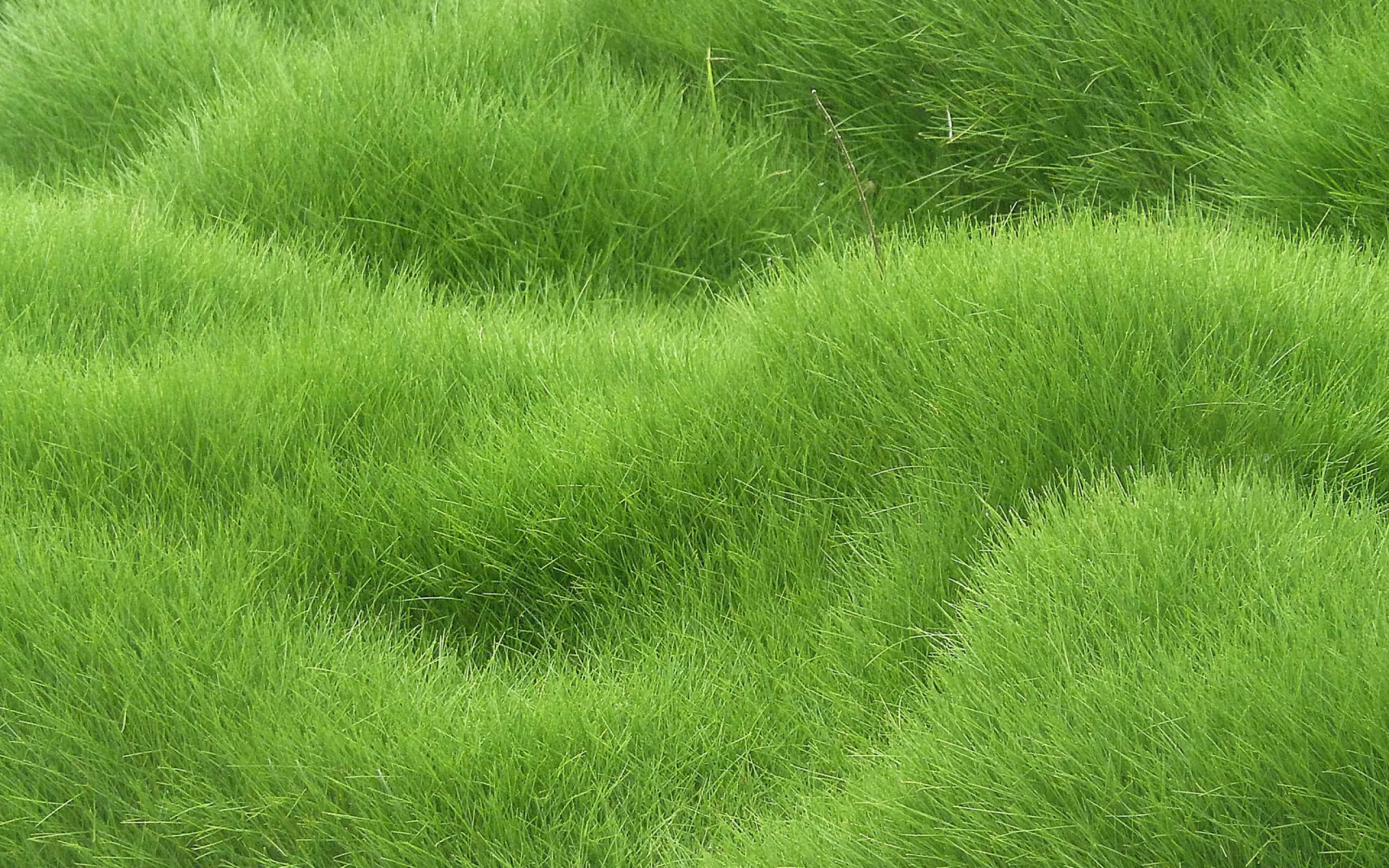 Grass Texture 桌布 壁紙 — 鮮豔的綠色草叢在明亮的日光下，在茂密的自然田野中形成柔軟的土丘。