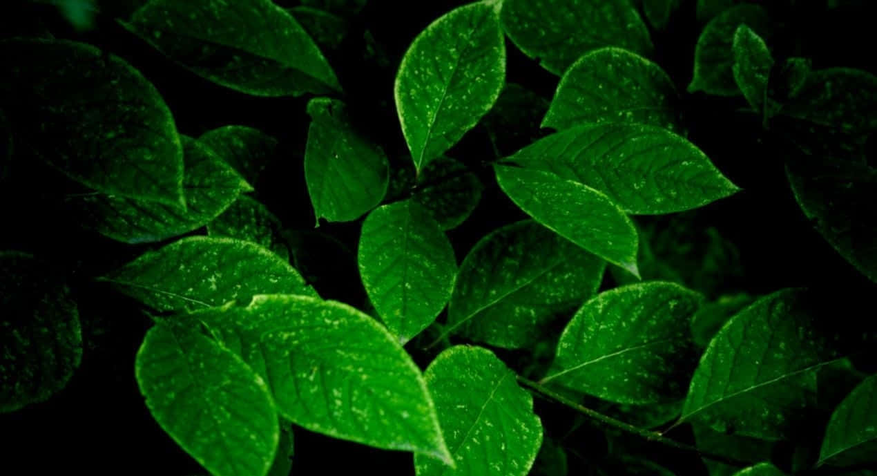 Green Leaves 桌布 壁紙 — 鮮豔的綠葉在深黑色背景上閃爍著露珠，呈現出茂密的特寫。