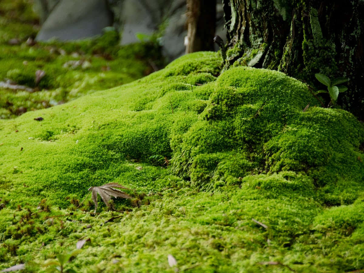 Green Moss 桌布 壁紙 — 鮮豔的翡翠綠色苔蘚在柔和的自然光下覆蓋著森林地面，旁邊是紋理豐富的樹幹。